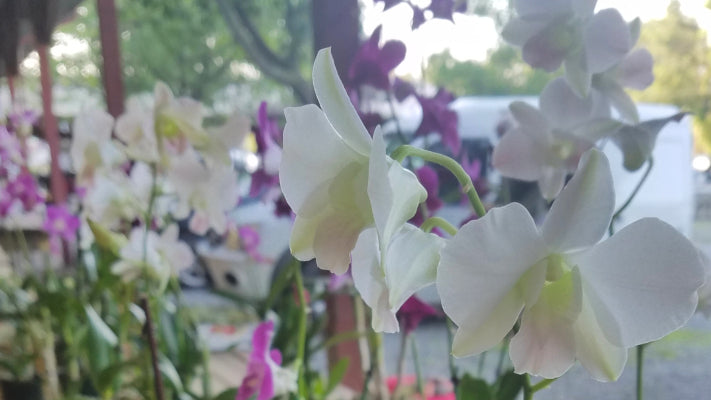 Dendrobium Phalaenopsis Complete Care Guide