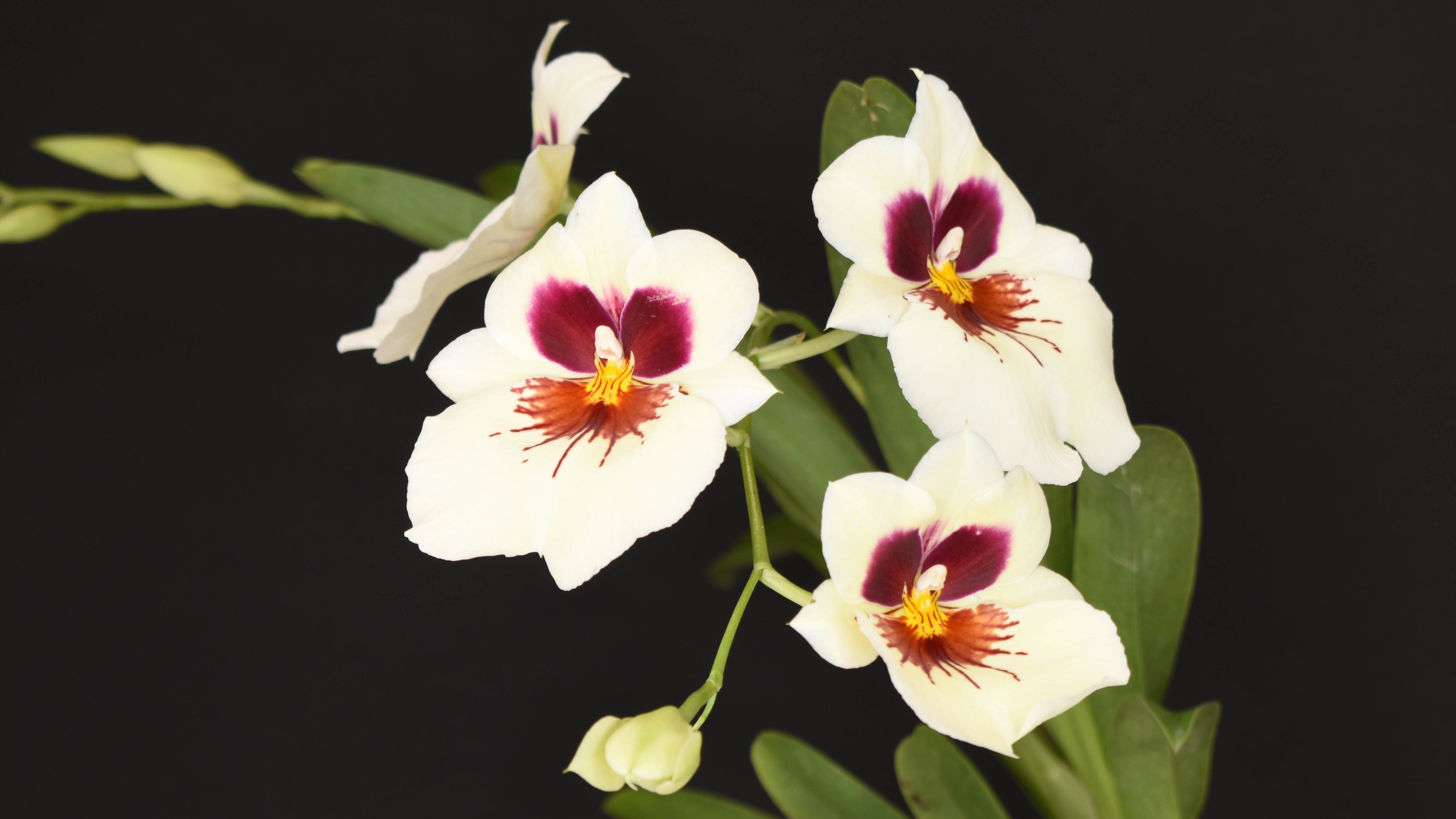 Miltonia / Miltoniopsis Orchid Complete Care Guide