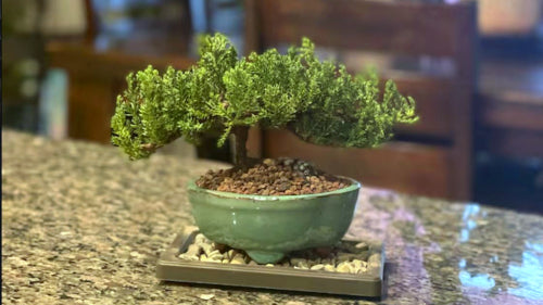 Bonsai Juniper Bonsai shops tree in a yellow handmade glazed ceramic pot