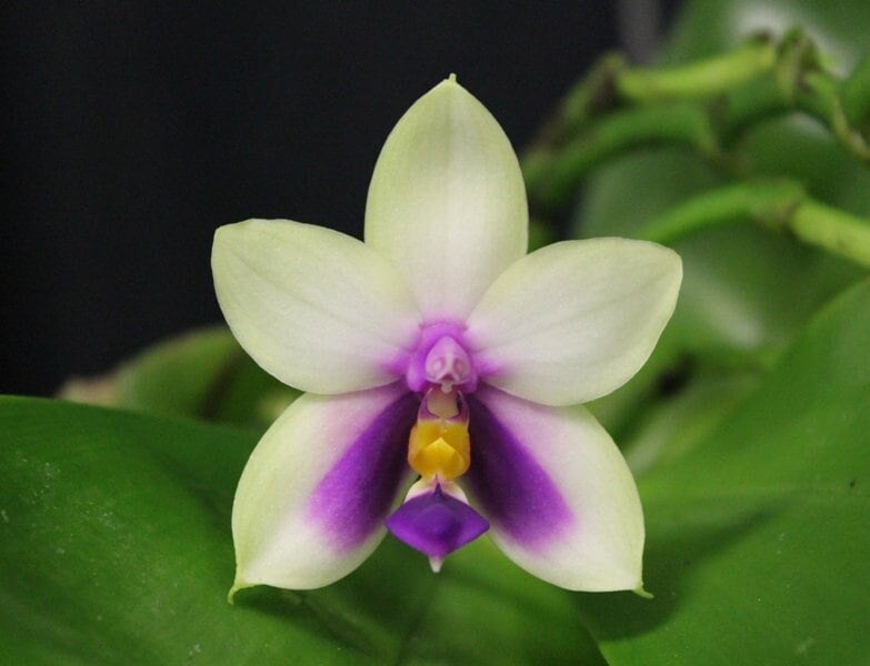 Fragrant Phalaenopsis bellina v. coerulea