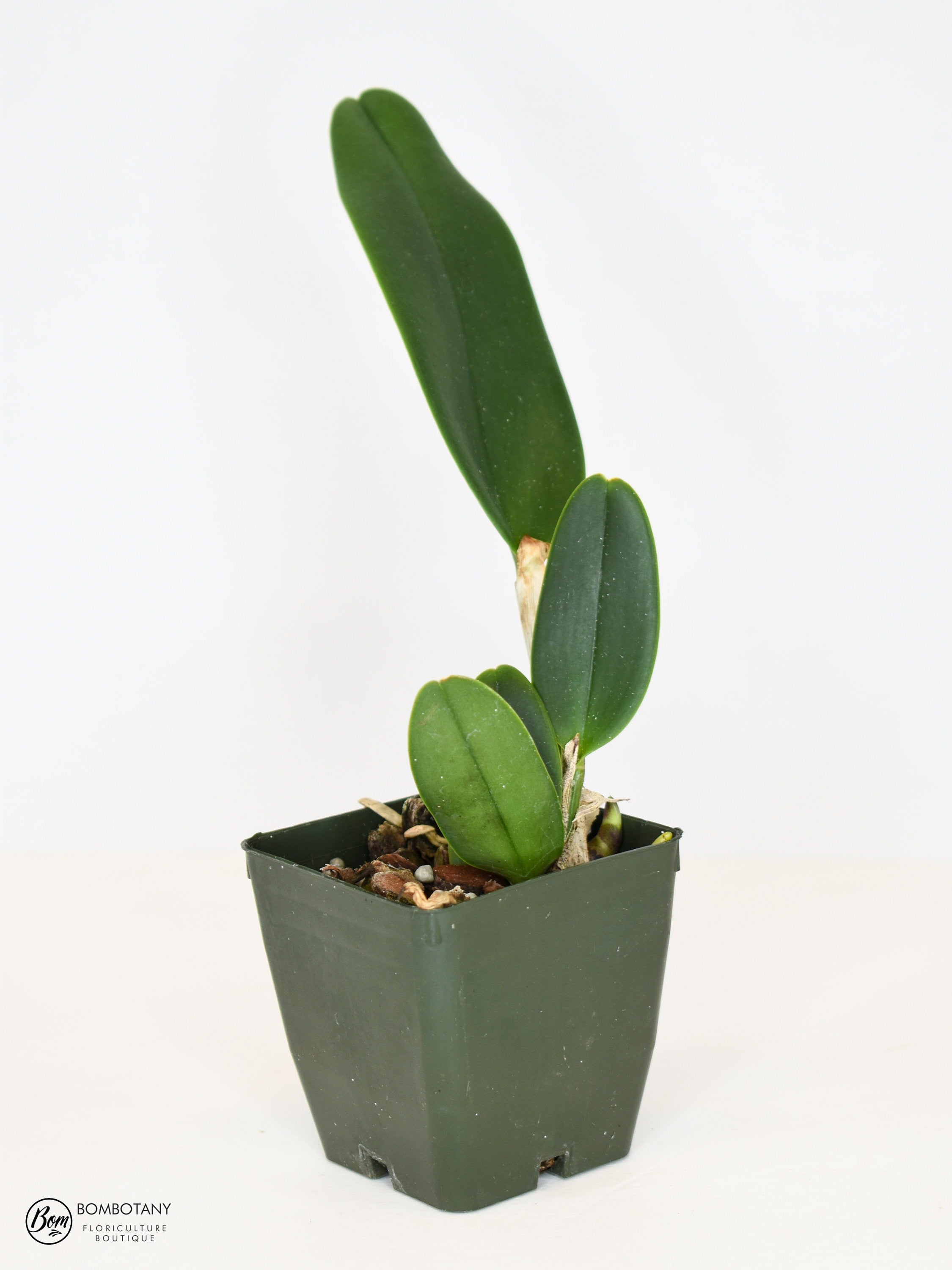 Starter Rhyncholaeliocattleya Siam White 'The Best'