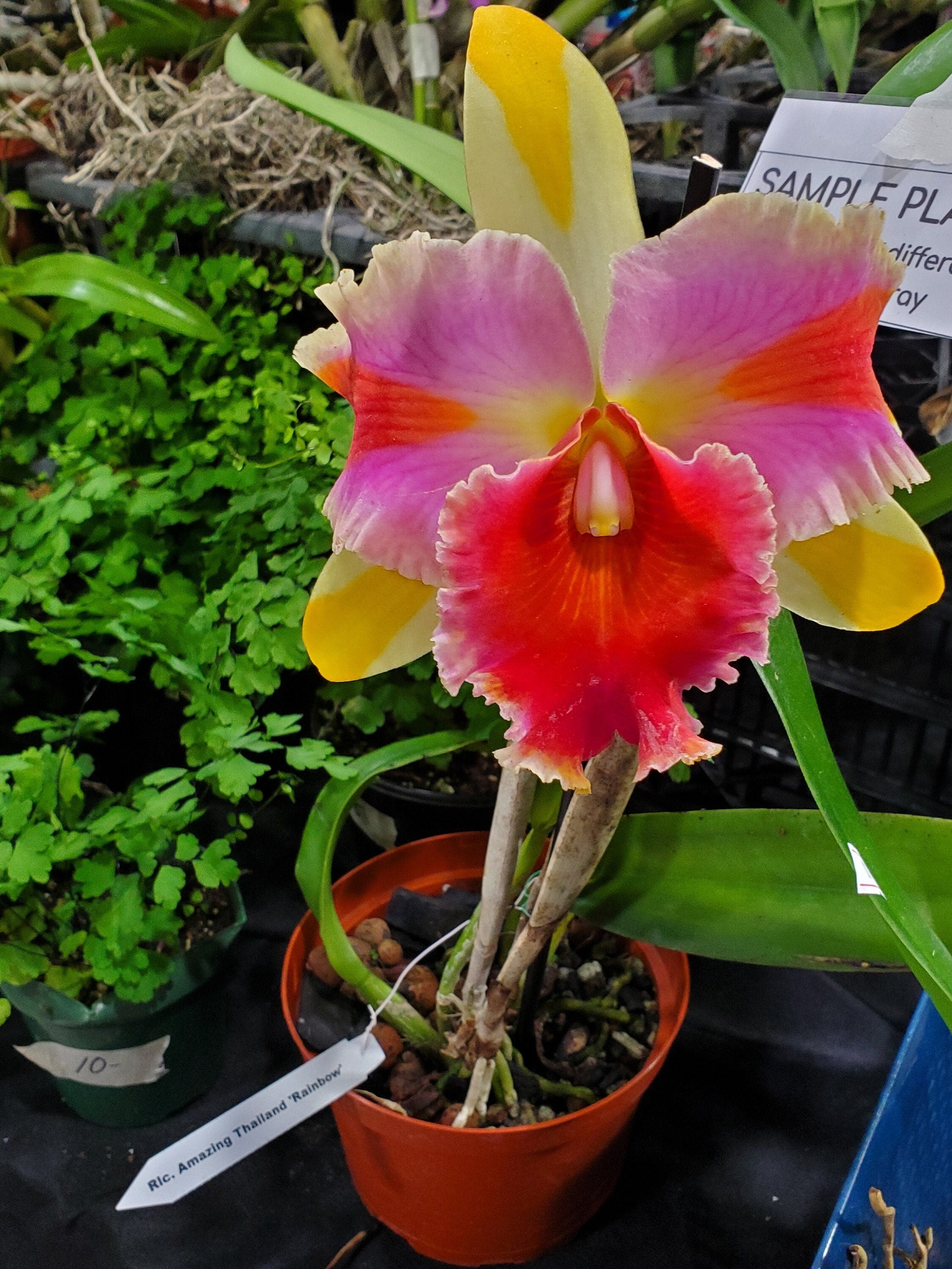 Rhyncholaeliocattleya Amazing Thailand 'Rainbow'