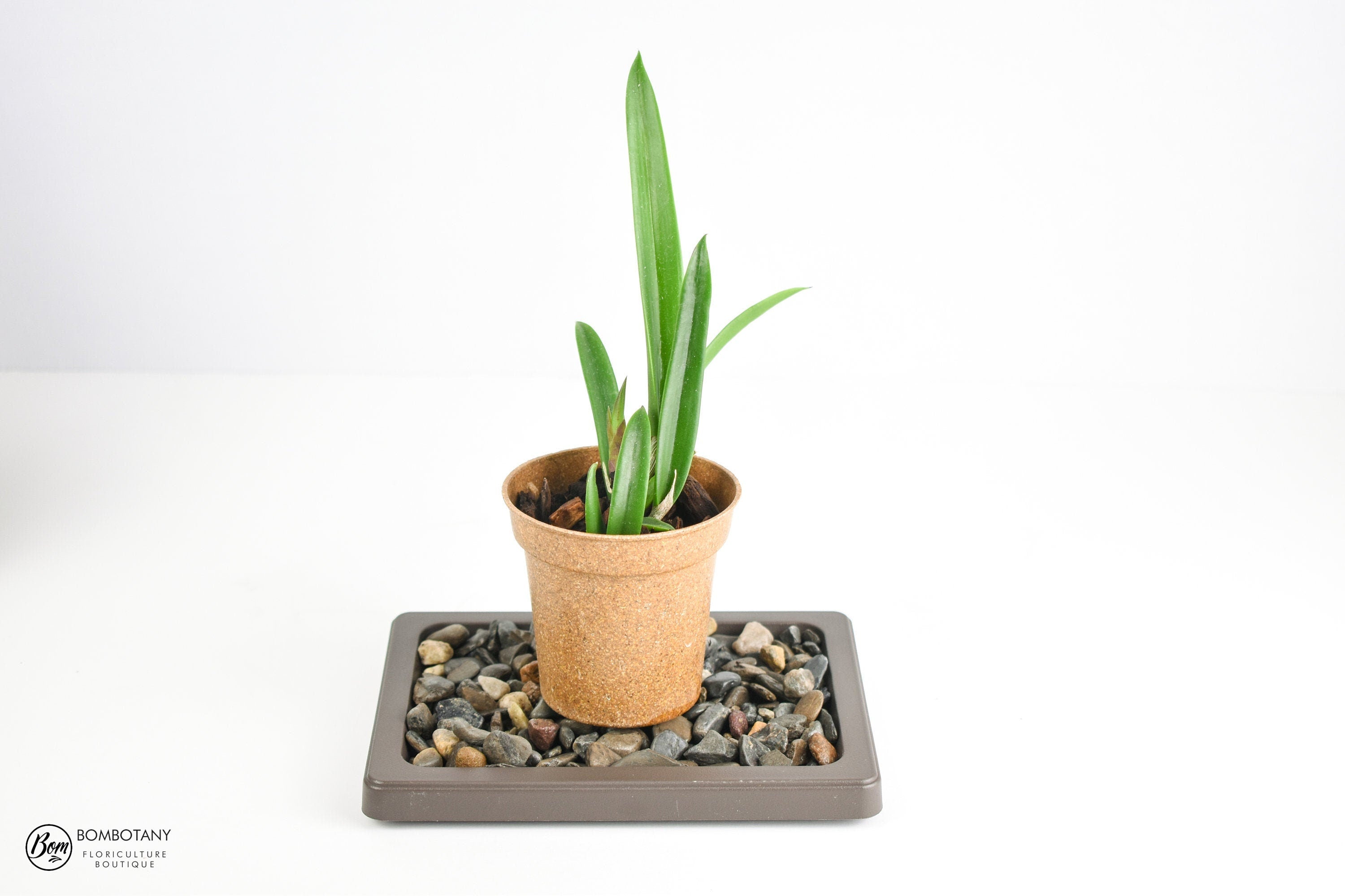 Small Humidity Tray - Black Pearl