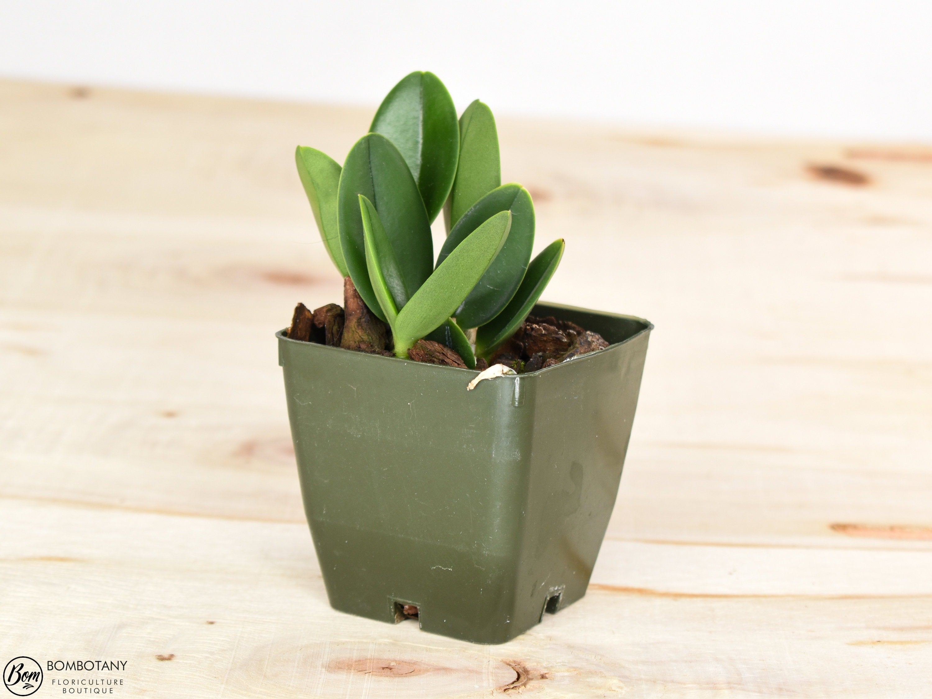 Starter Cattleya Orchid Bundle Box - Plants @ Reduced Prices