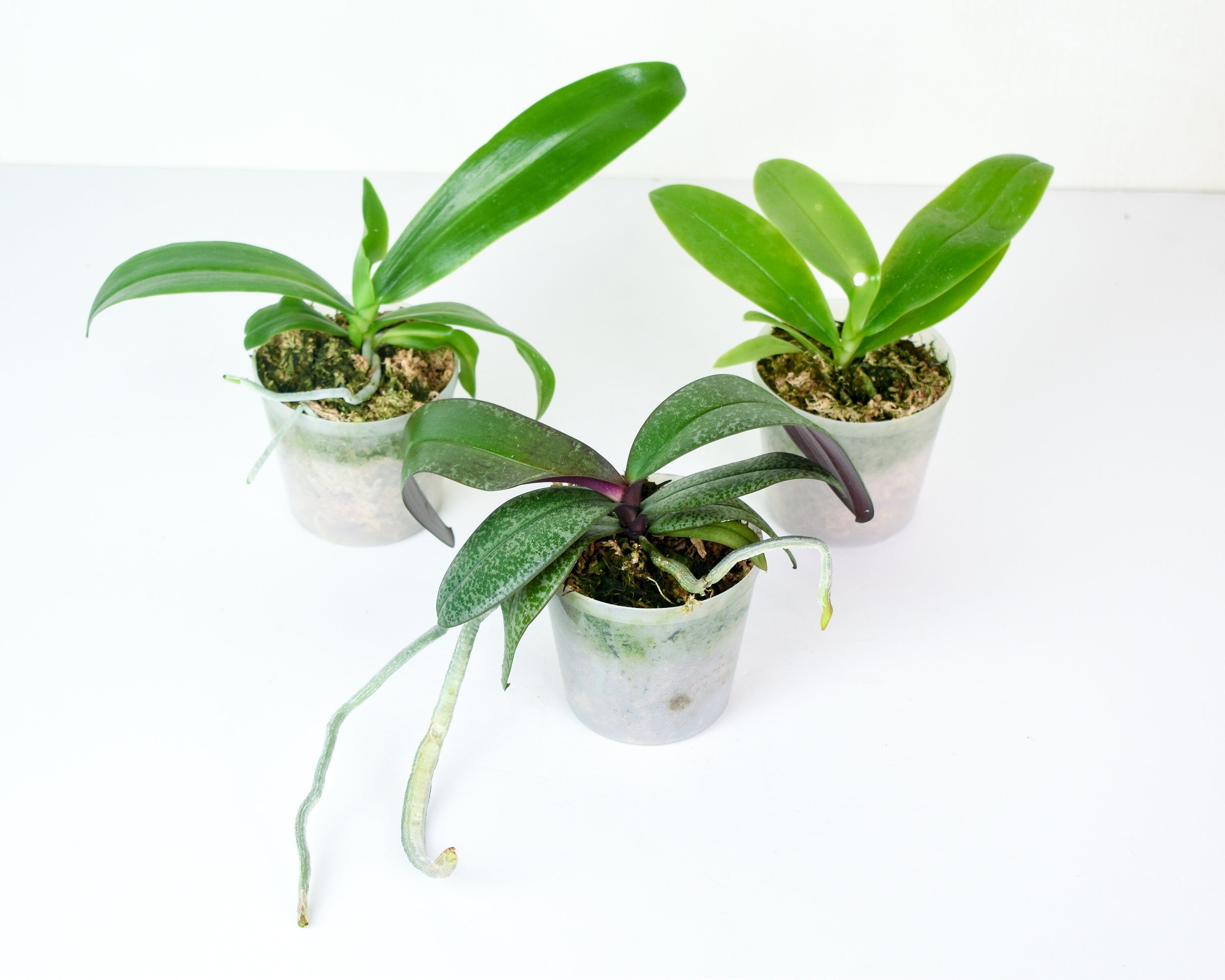 Fragrant Phalaenopsis bellina v. coerulea