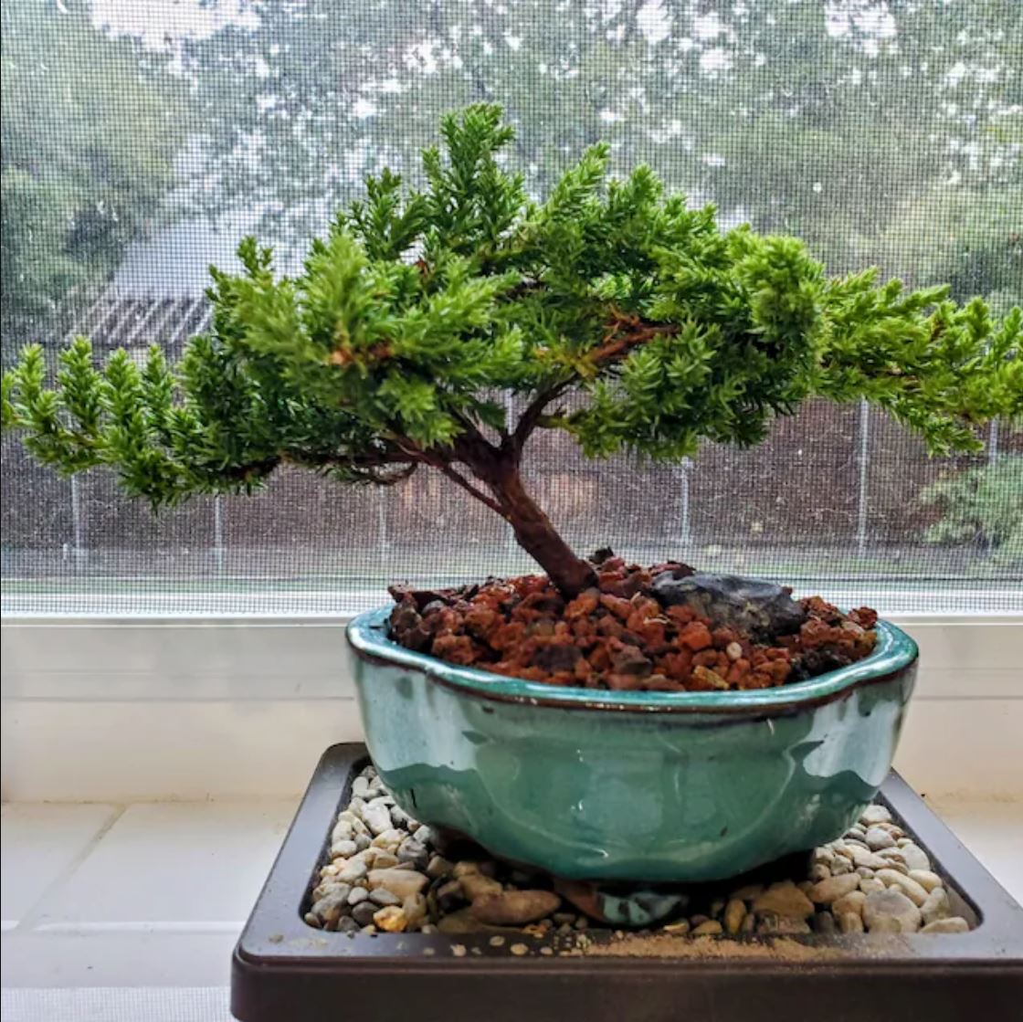 Juniper Procumbens 'Nana' Bonsai Tree in Traditional Ceramic - 3-4 Years Old