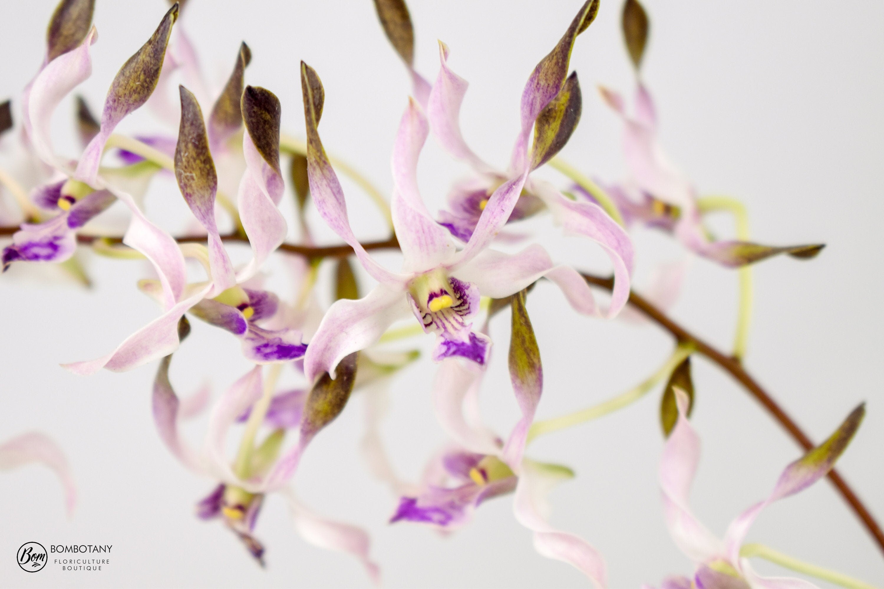 Antelope Type Dendrobium Blue Seas IN SPIKE