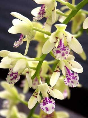 Fragrant Species Phalaenopsis (Sedirea) japonica