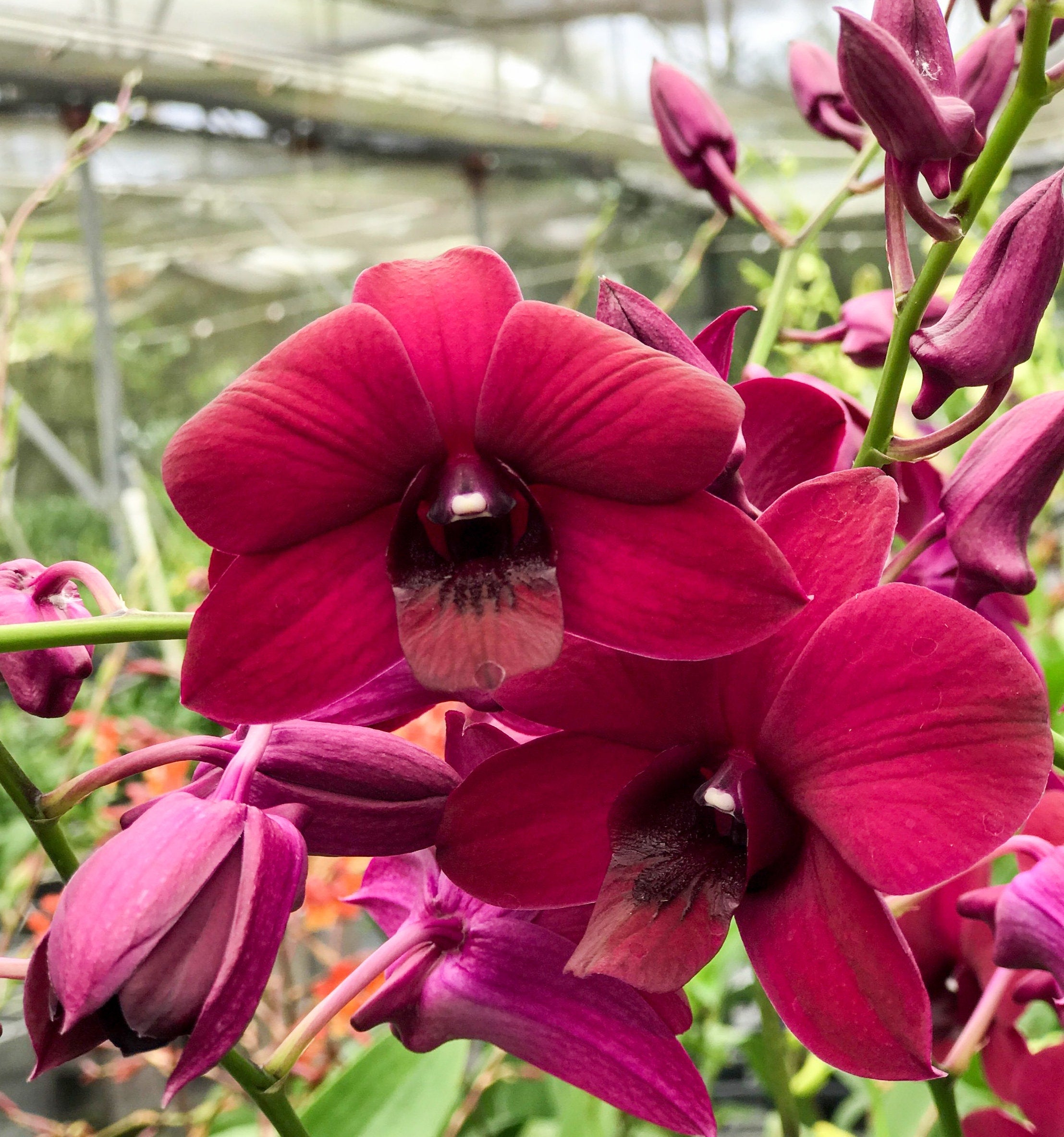Dendrobium Velvet Melody 'Winter Wine' IN SPIKE