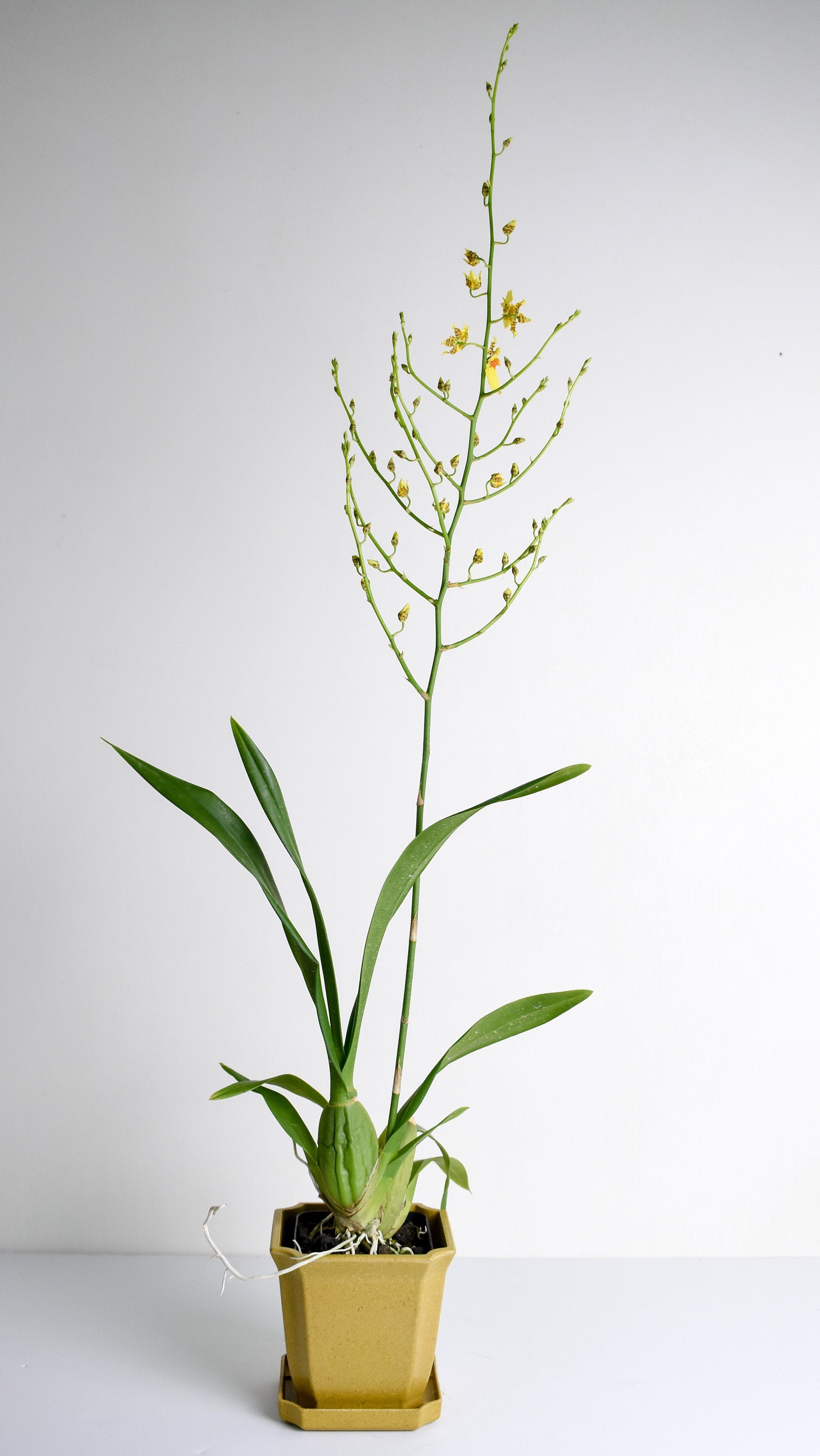Dancing Lady Oncidium Gower Ramsey