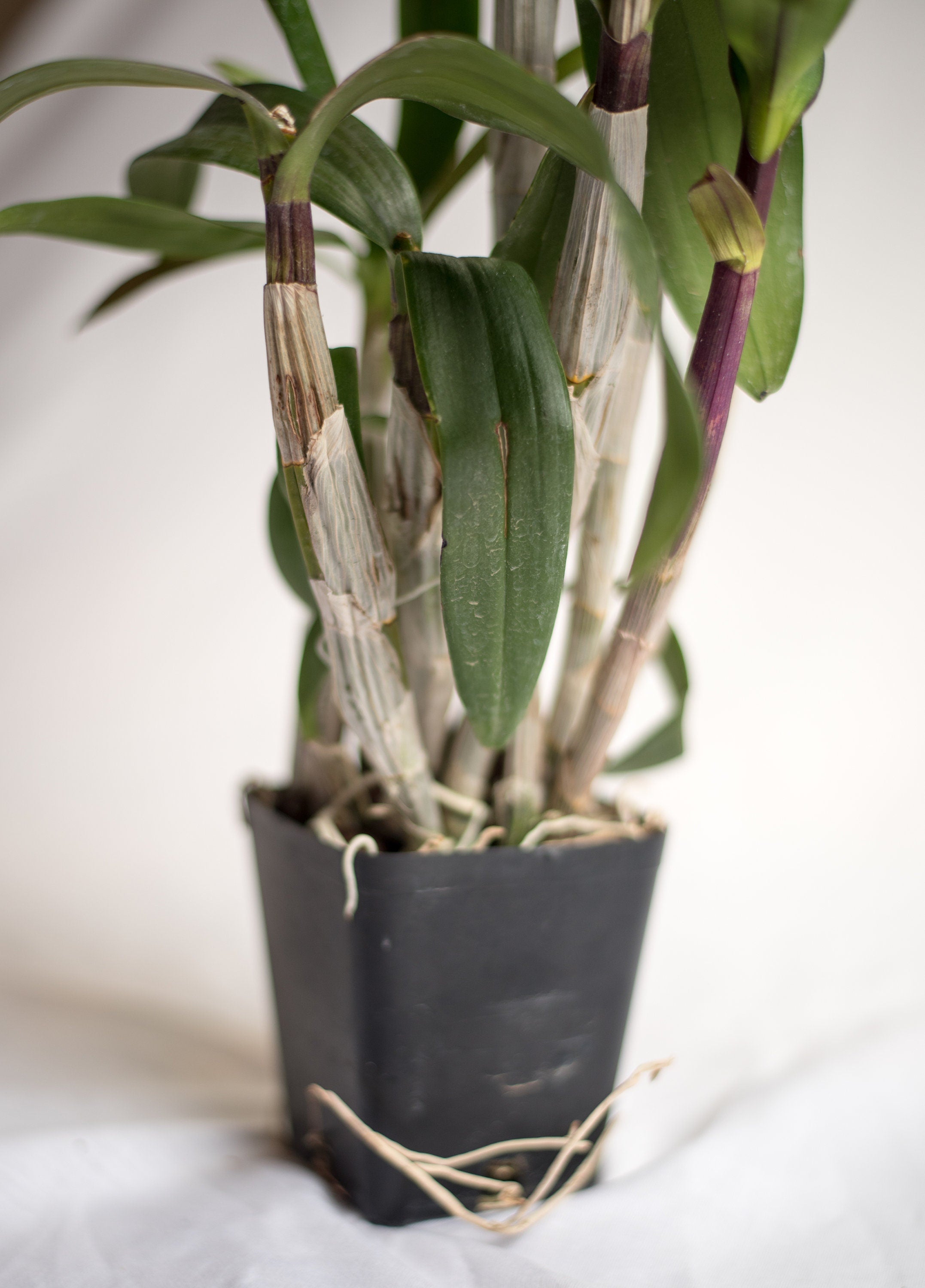 Dendrobium Velvet Melody 'Winter Wine' IN SPIKE