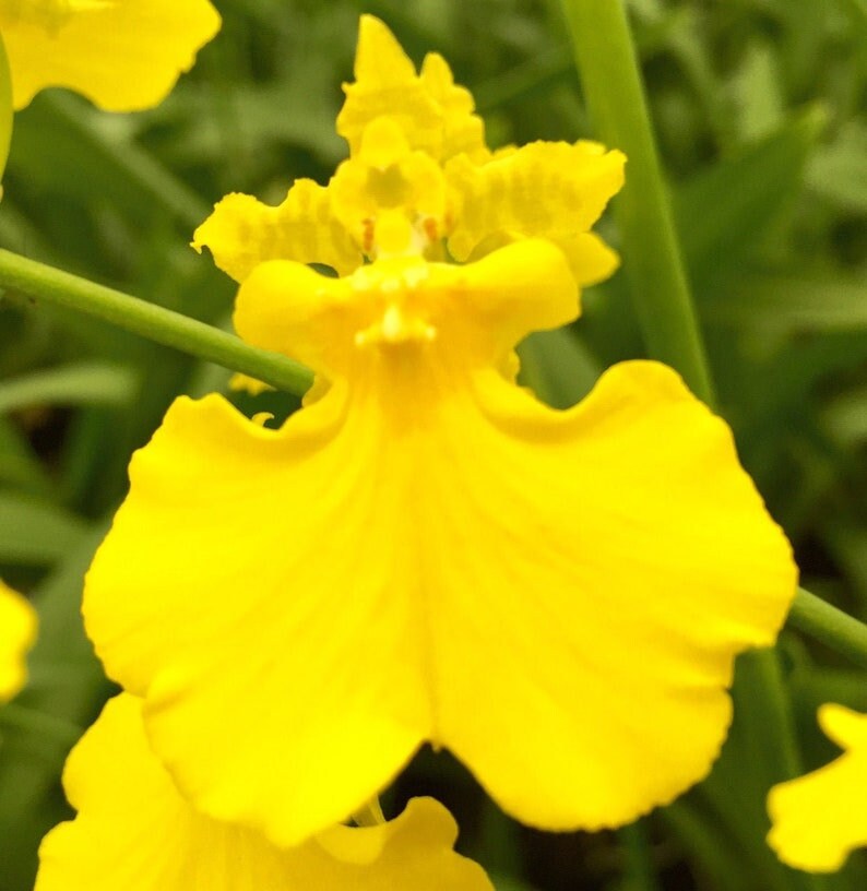 Dancing Lady Oncidium Gower Ramsey