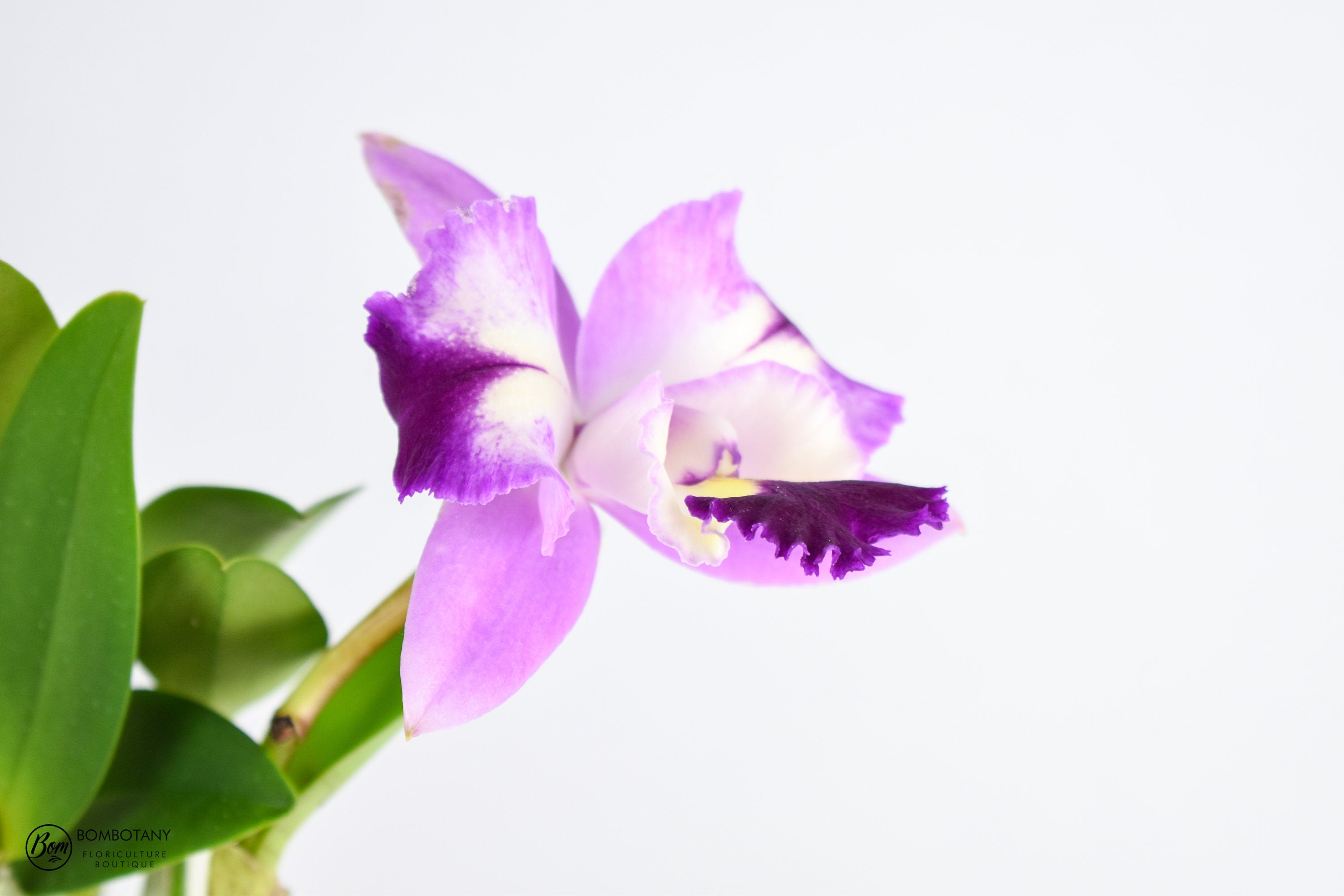 Fragrant Cattleya Mari’s Love ‘Taka’