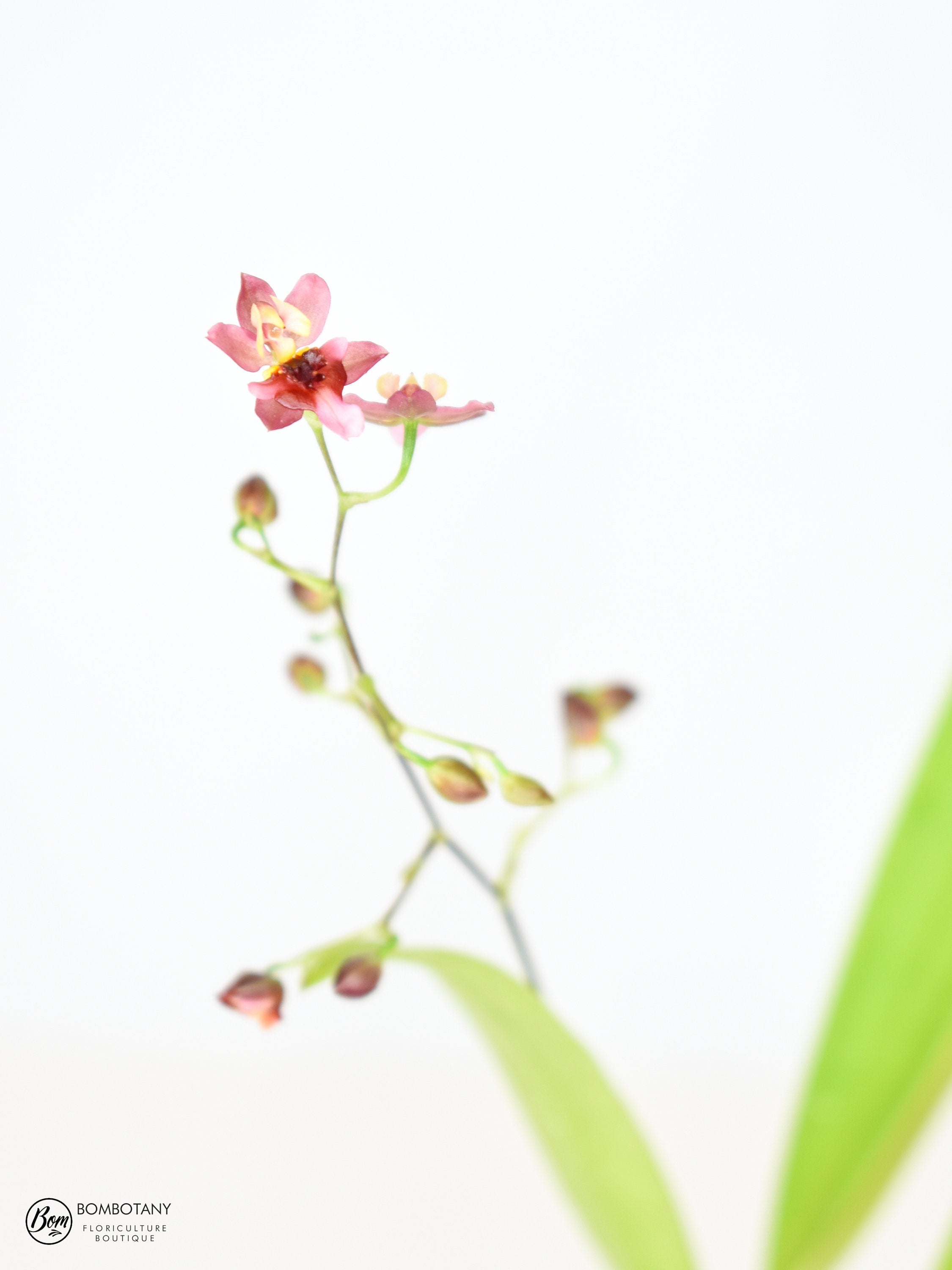 Fragrant Miniature Oncidium Twinkle 'Pink Profusion' IN SPIKE