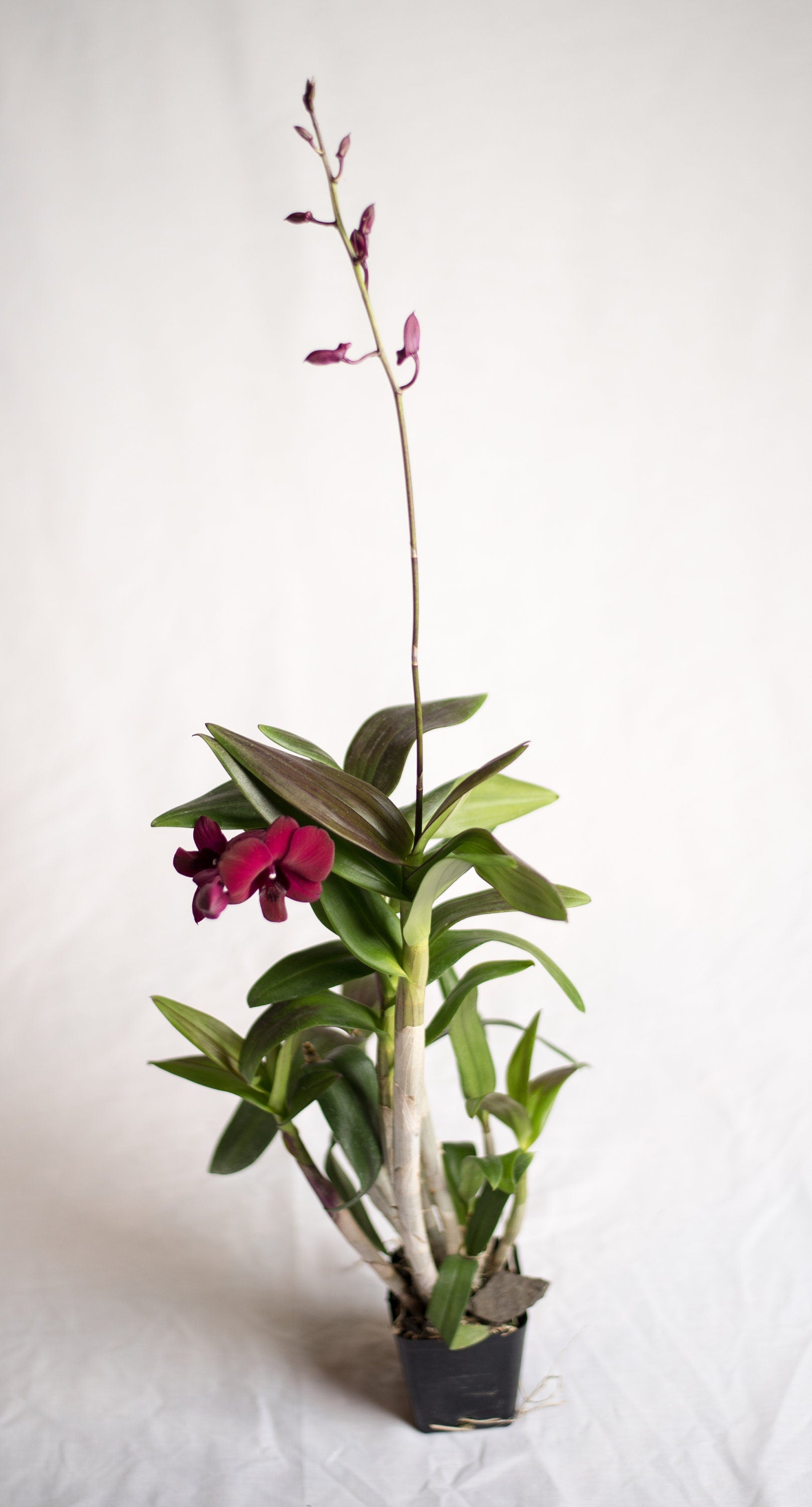 Dendrobium Velvet Melody 'Winter Wine' IN SPIKE