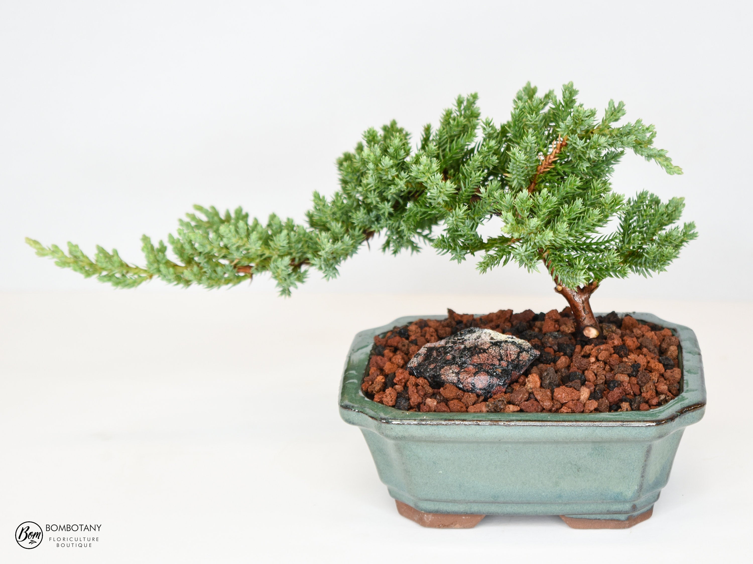 Juniper Procumbens 'Nana' Bonsai Tree in Traditional Ceramic - 3-4 Years Old