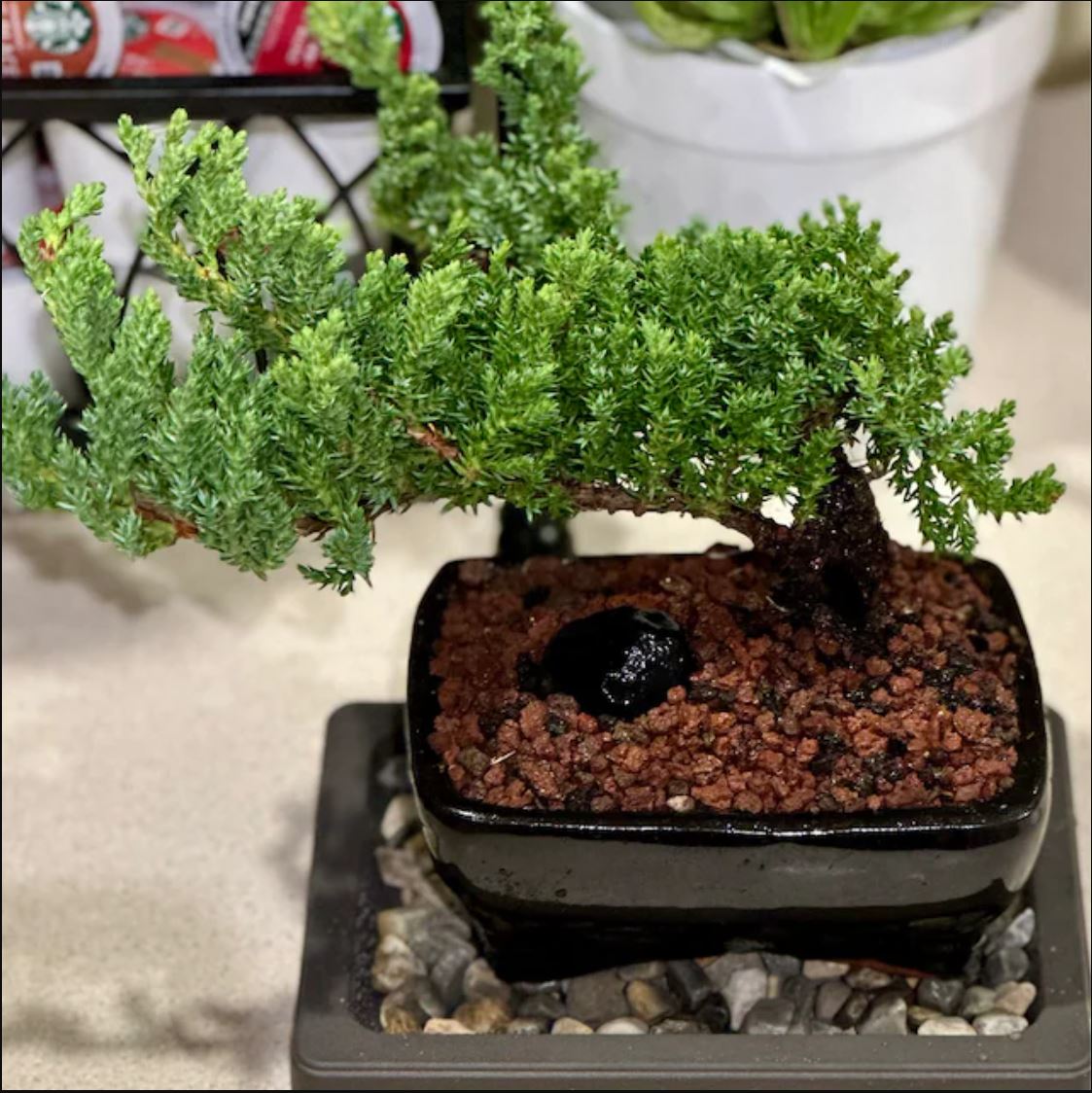 Juniper Procumbens 'Nana' Bonsai Tree in Traditional Ceramic - 3-4 Years Old