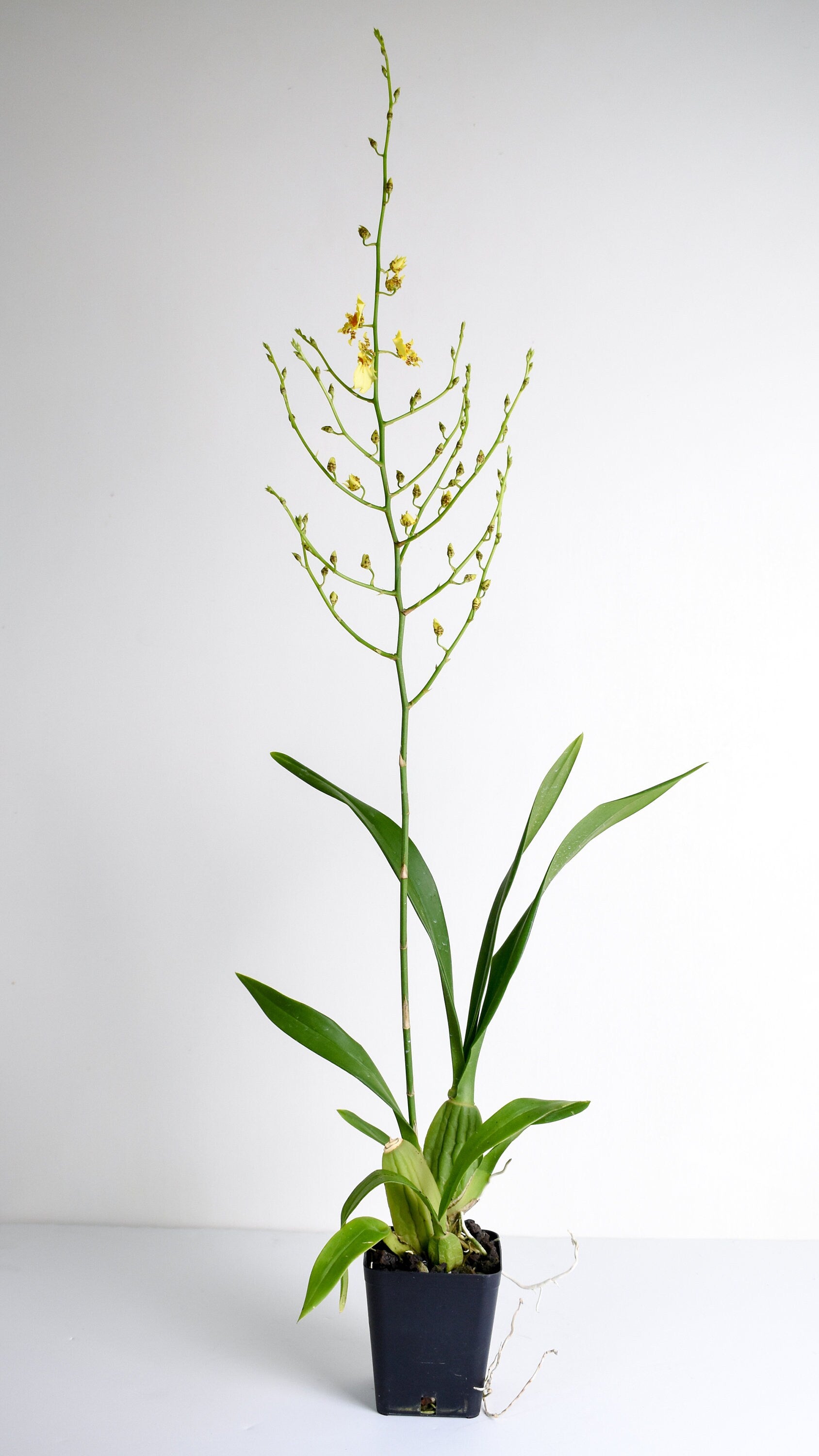 Dancing Lady Oncidium Gower Ramsey