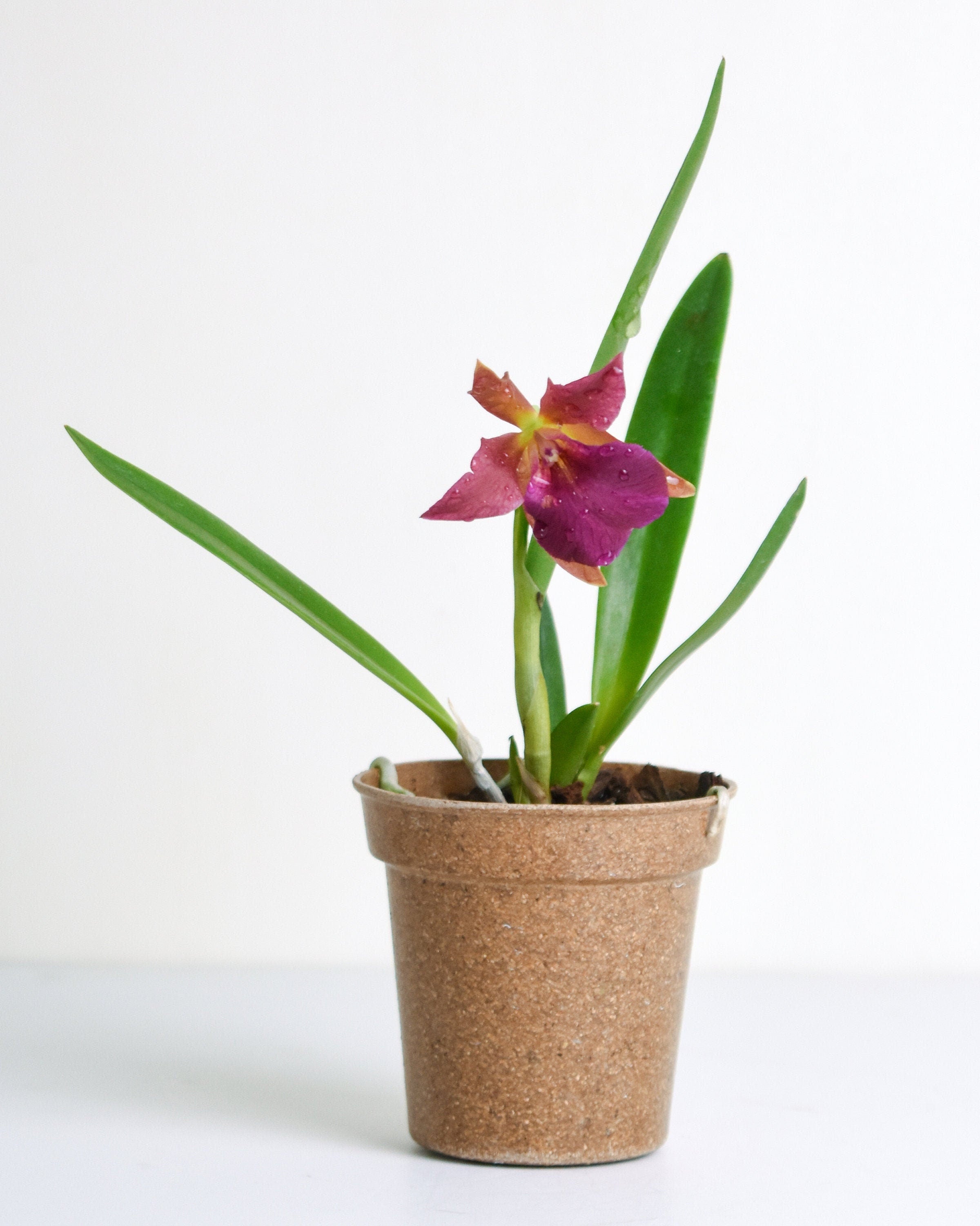 Mini Stellamizutaara Kelly 'Lea'