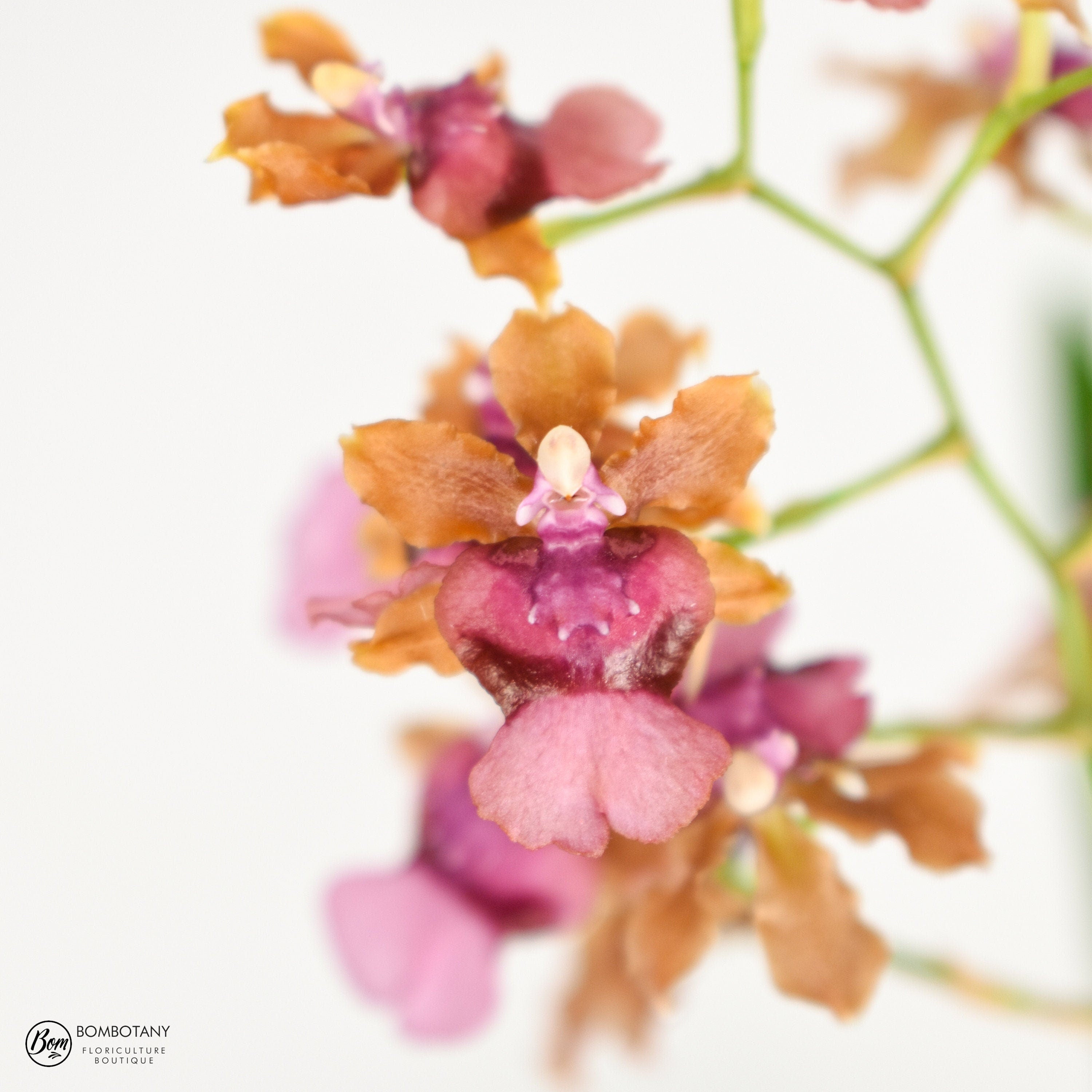 Fragrant Starter Oncidium Pacific Sunrise 'Hakalau'