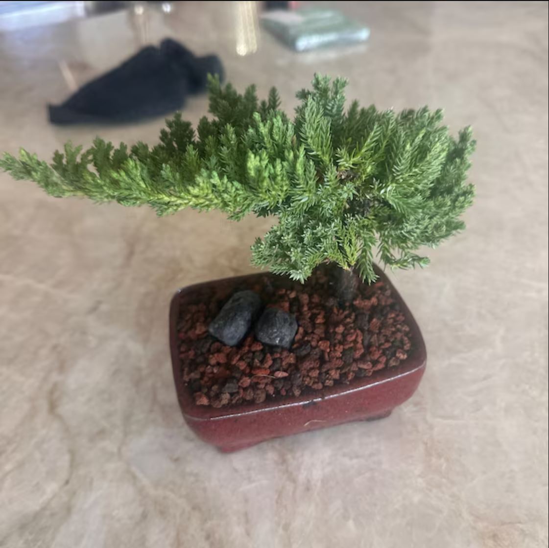 Juniper Procumbens 'Nana' Bonsai Tree in Traditional Ceramic - 3-4 Years Old