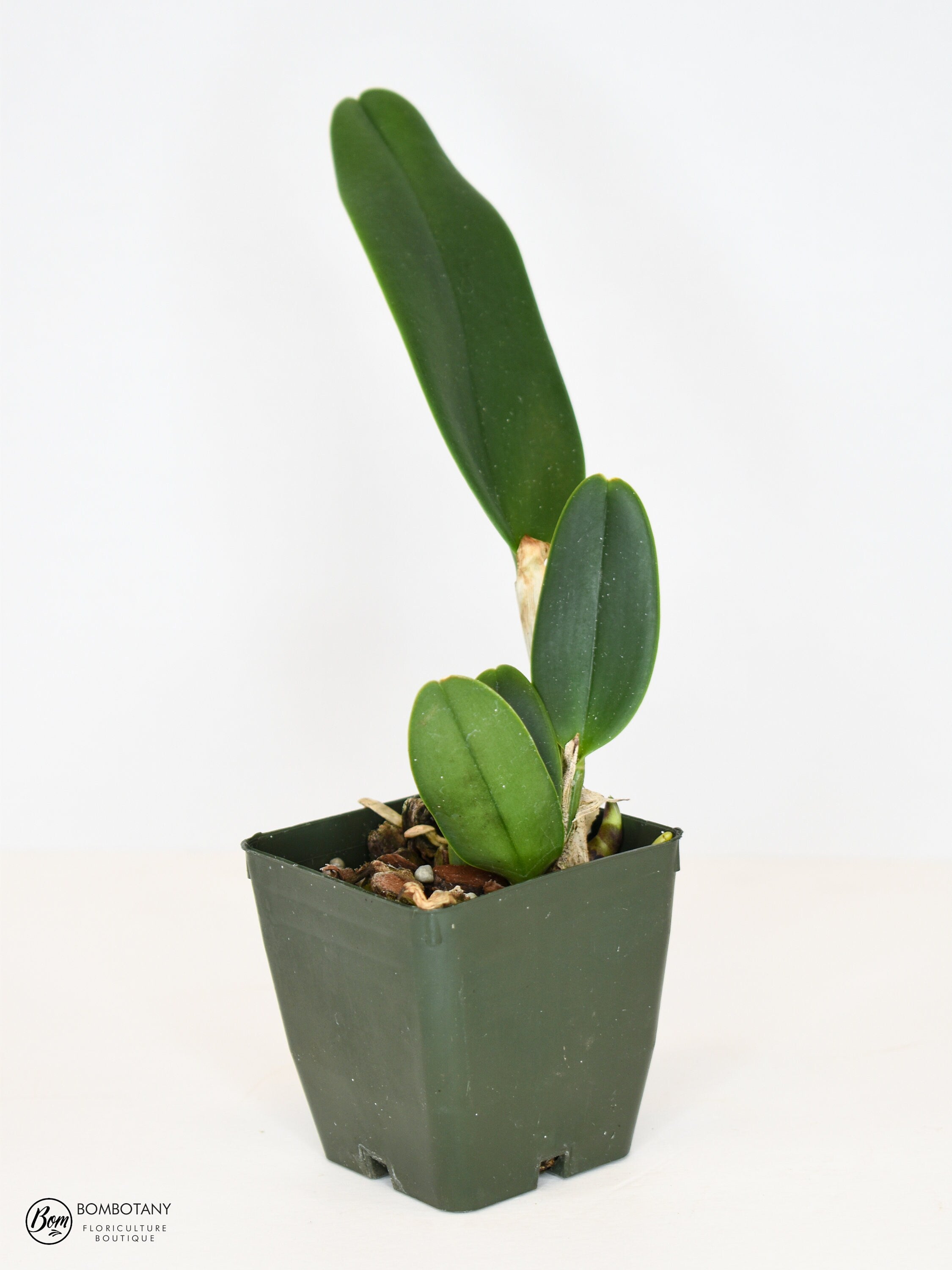 Starter Cattleya Orchid Bundle Box - Plants @ Reduced Prices