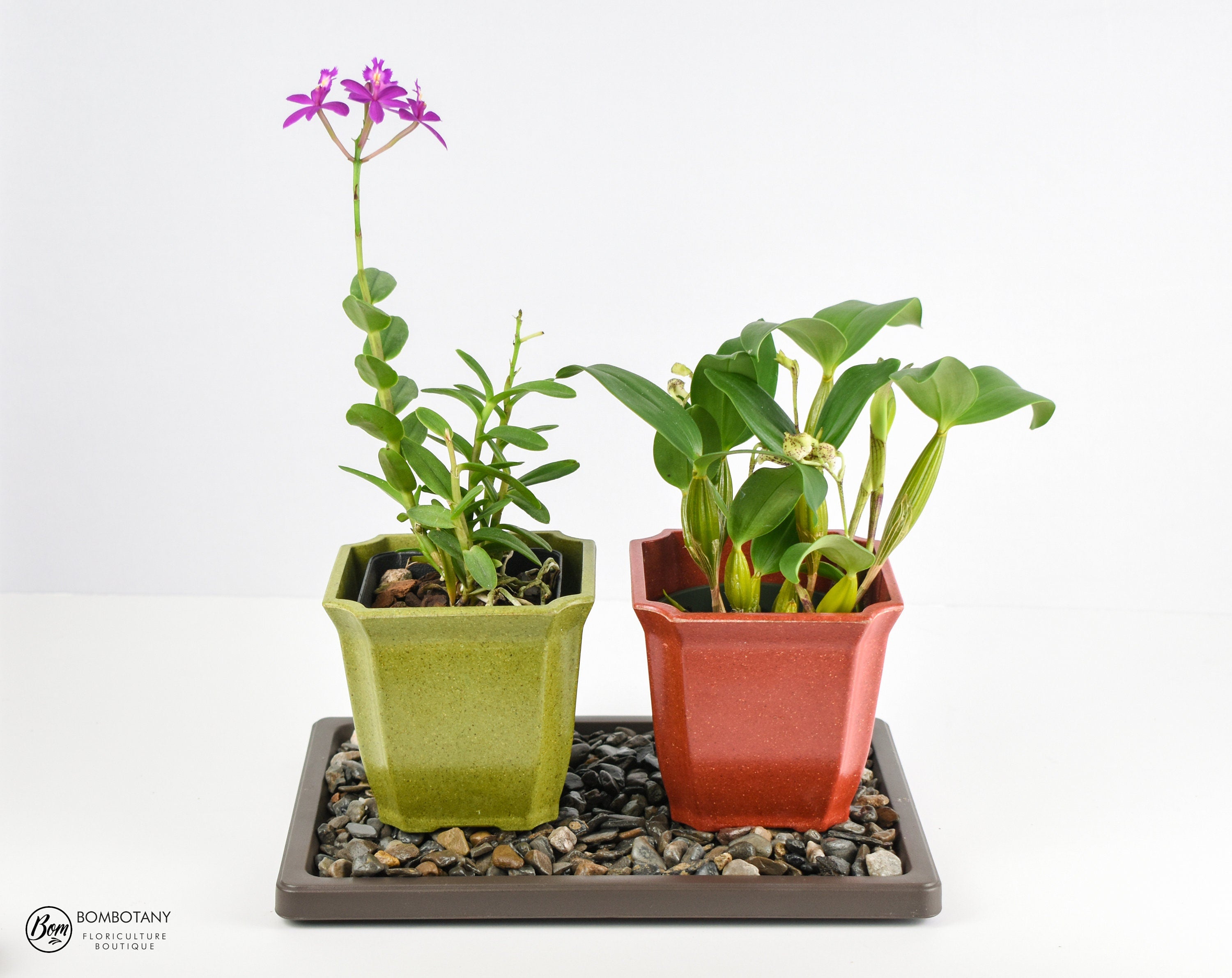 Large Humidity Tray - Black Pearl