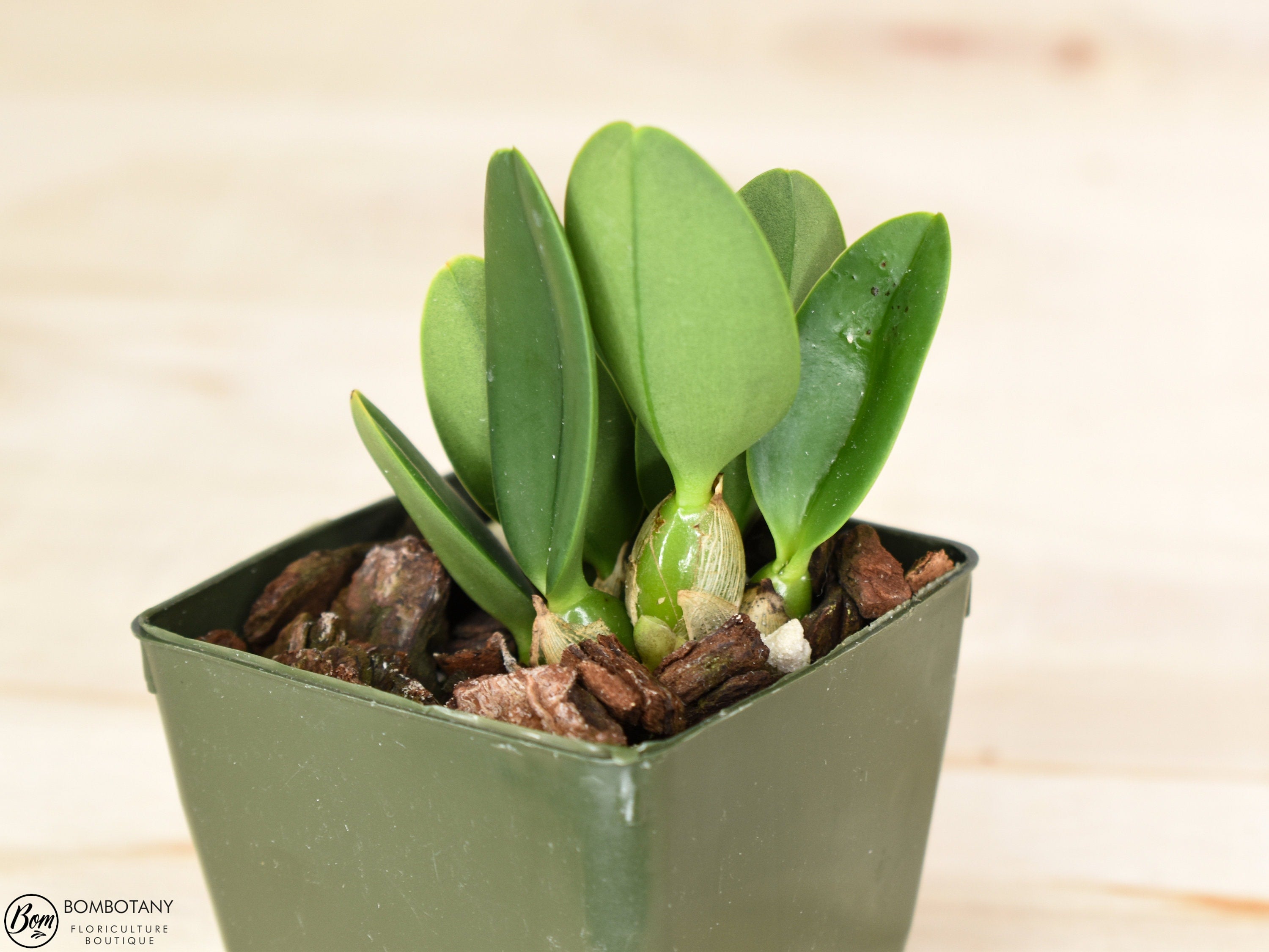 Starter Cattleya Orchid Bundle Box - Plants @ Reduced Prices