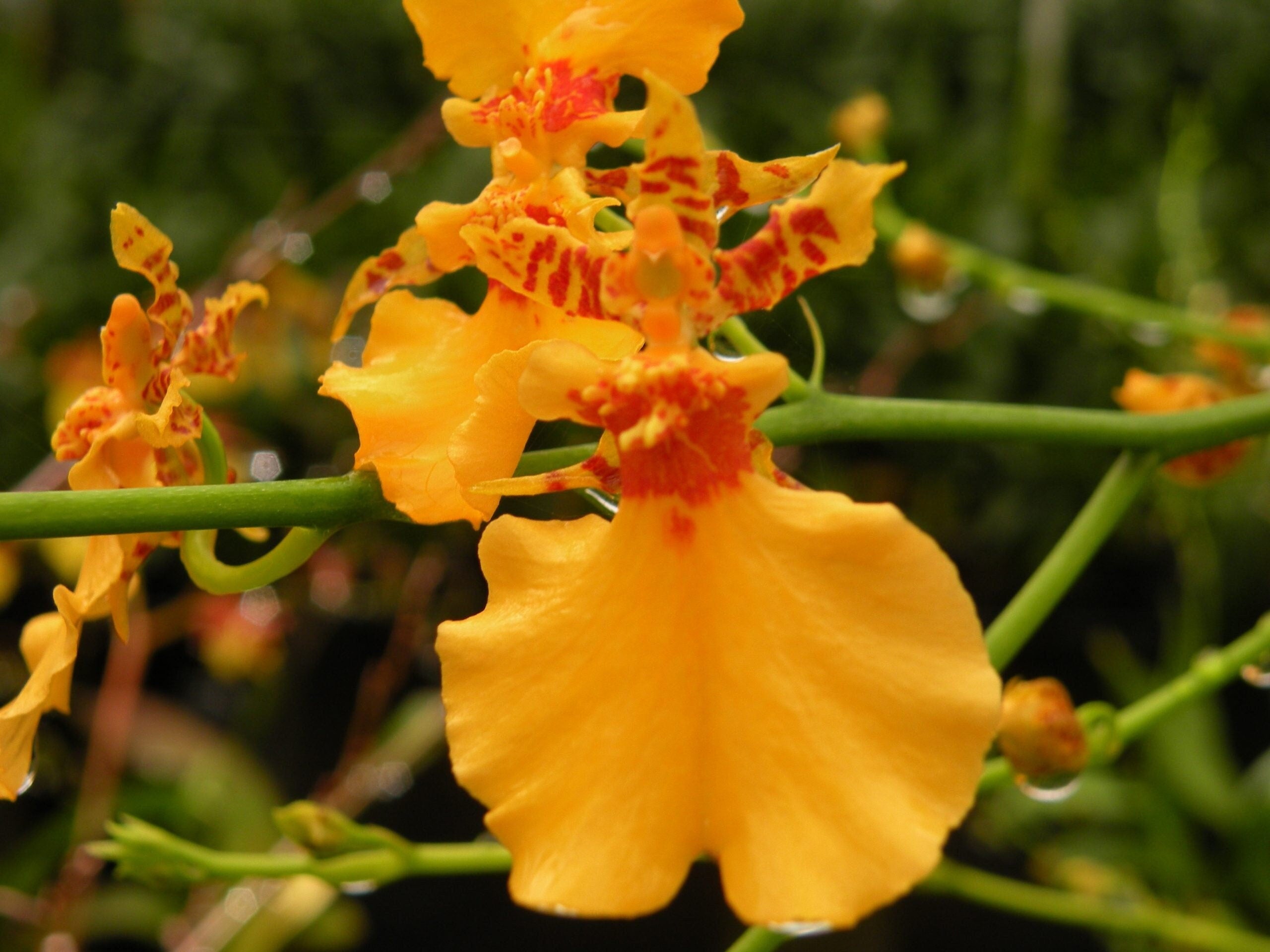 Starter Oncidium Gower Ramsey 'Orange Delight'