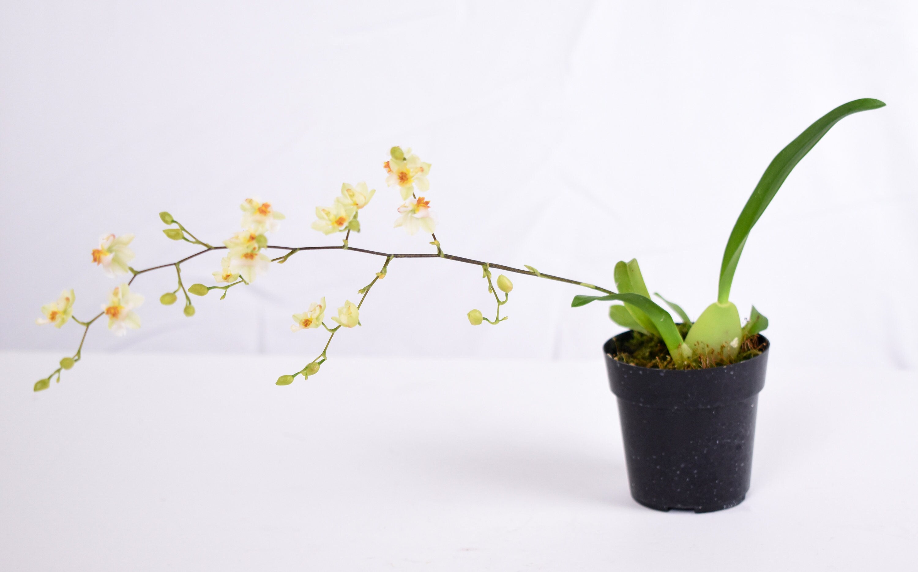 Fragrant Orchid Oncidium Gold Dust IN SPIKE