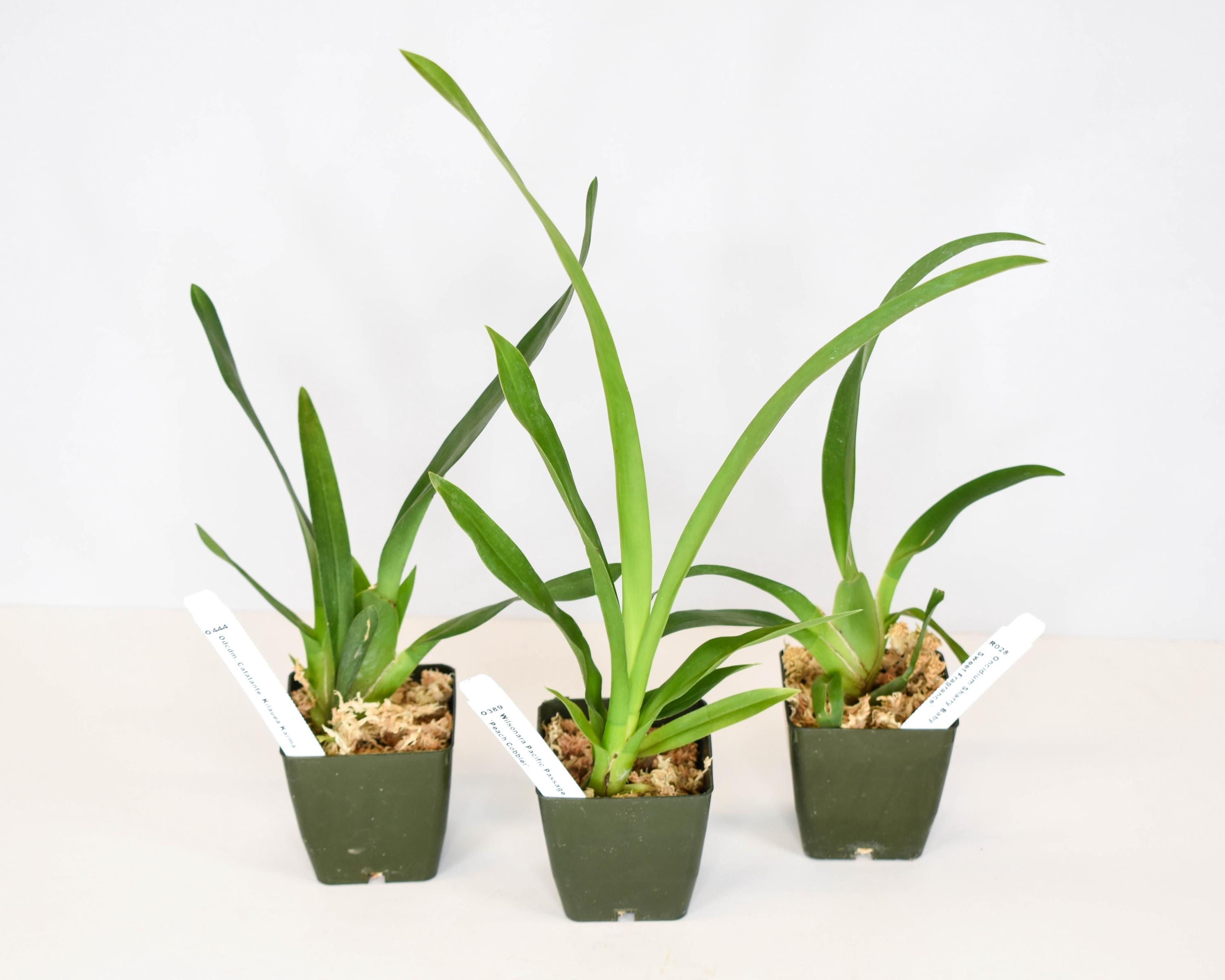 Starter Oncidium Gower Ramsey 'Orange Delight'
