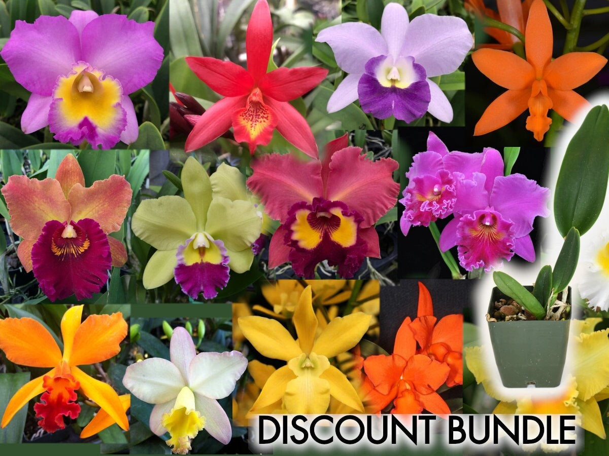 Starter Cattleya Orchid Bundle Box - Plants @ Reduced Prices