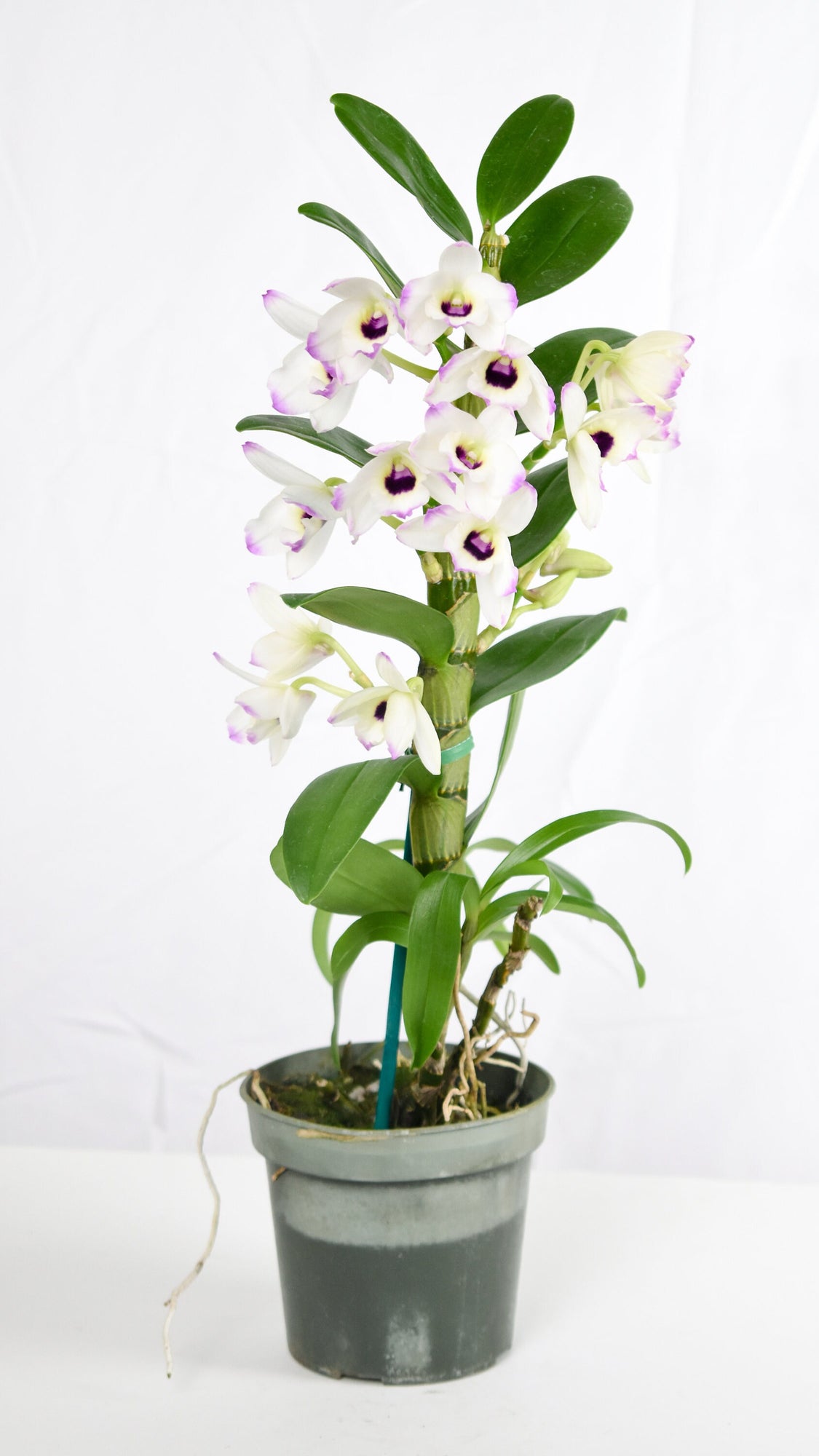 Fragrant Nobile Dendrobium Love Memory 'Fizz' IN SPIKE
