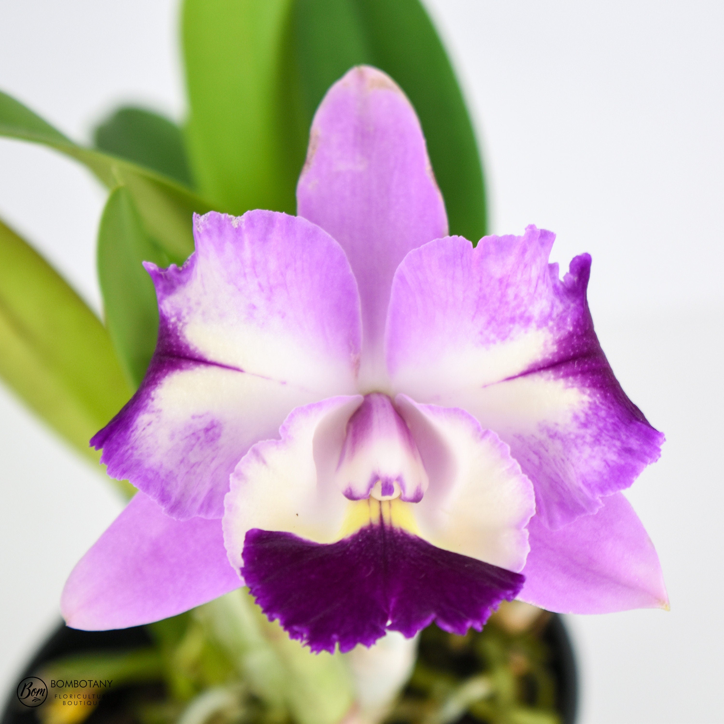 Fragrant Cattleya Mari’s Love ‘Taka’
