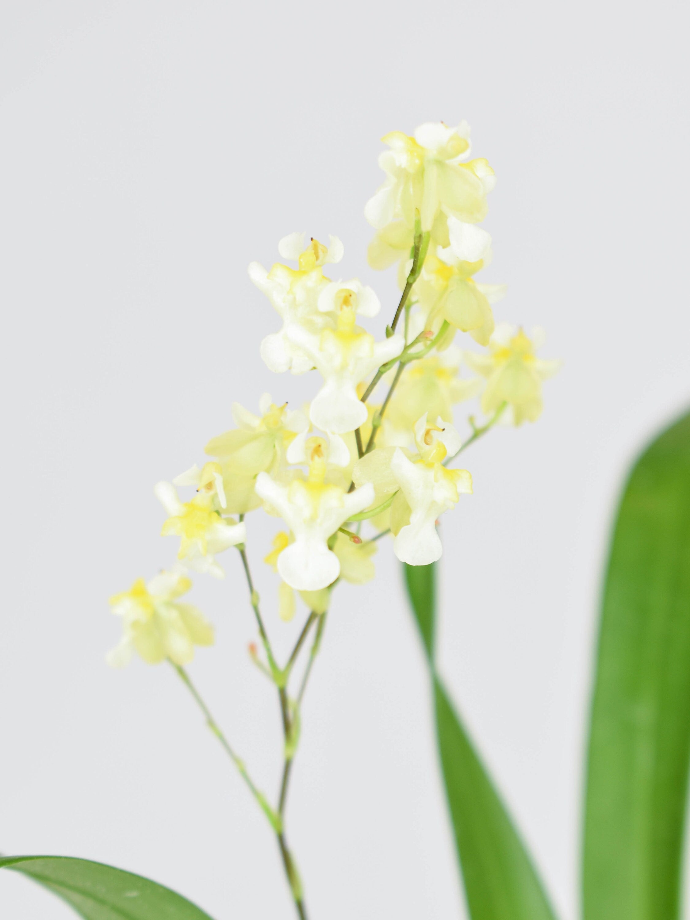 Fragrant Orchid Oncidium Gold Dust IN SPIKE