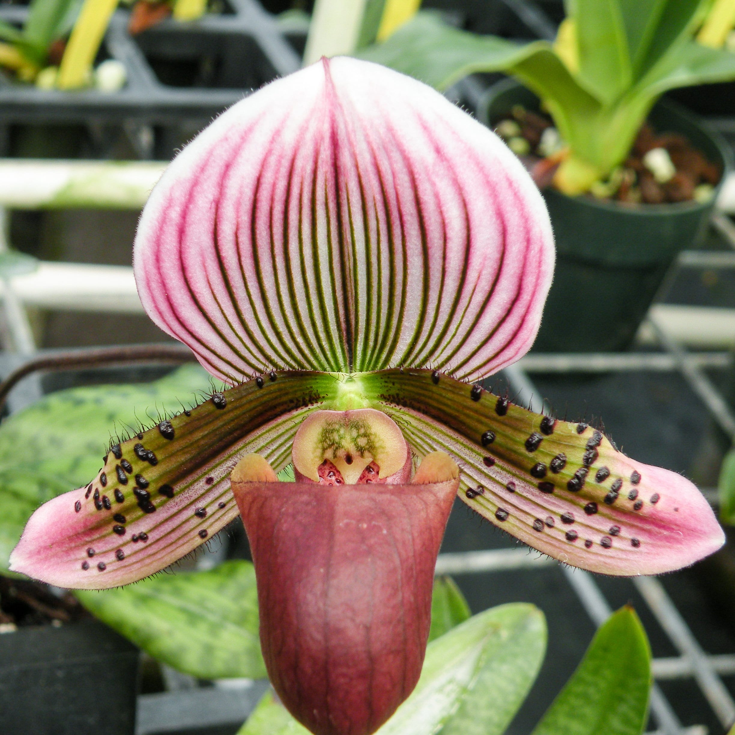 Mottled Leaf Paphiopedilum Maudiae IN SPIKE