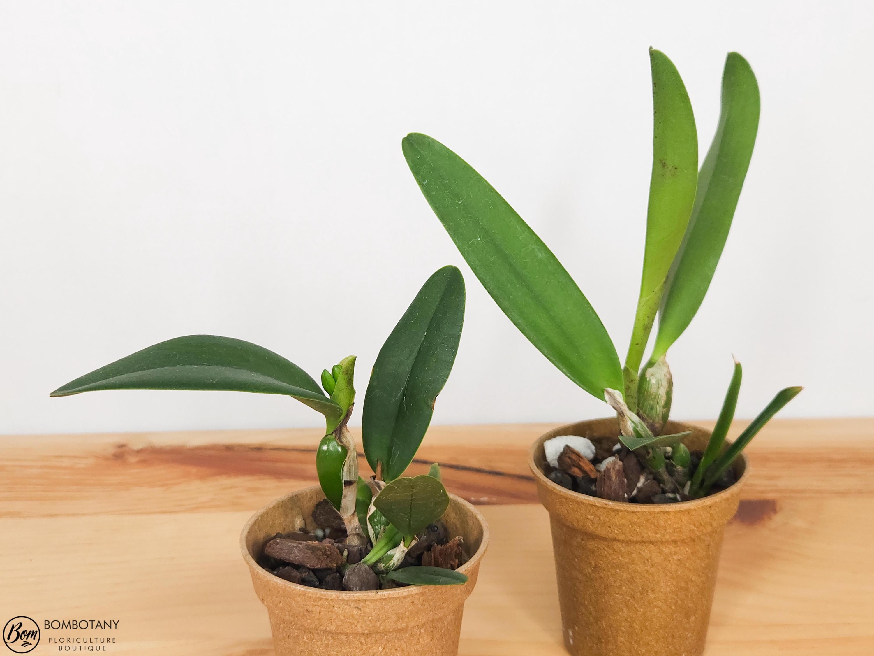 Fragrant Cattleya Mari’s Love ‘Taka’