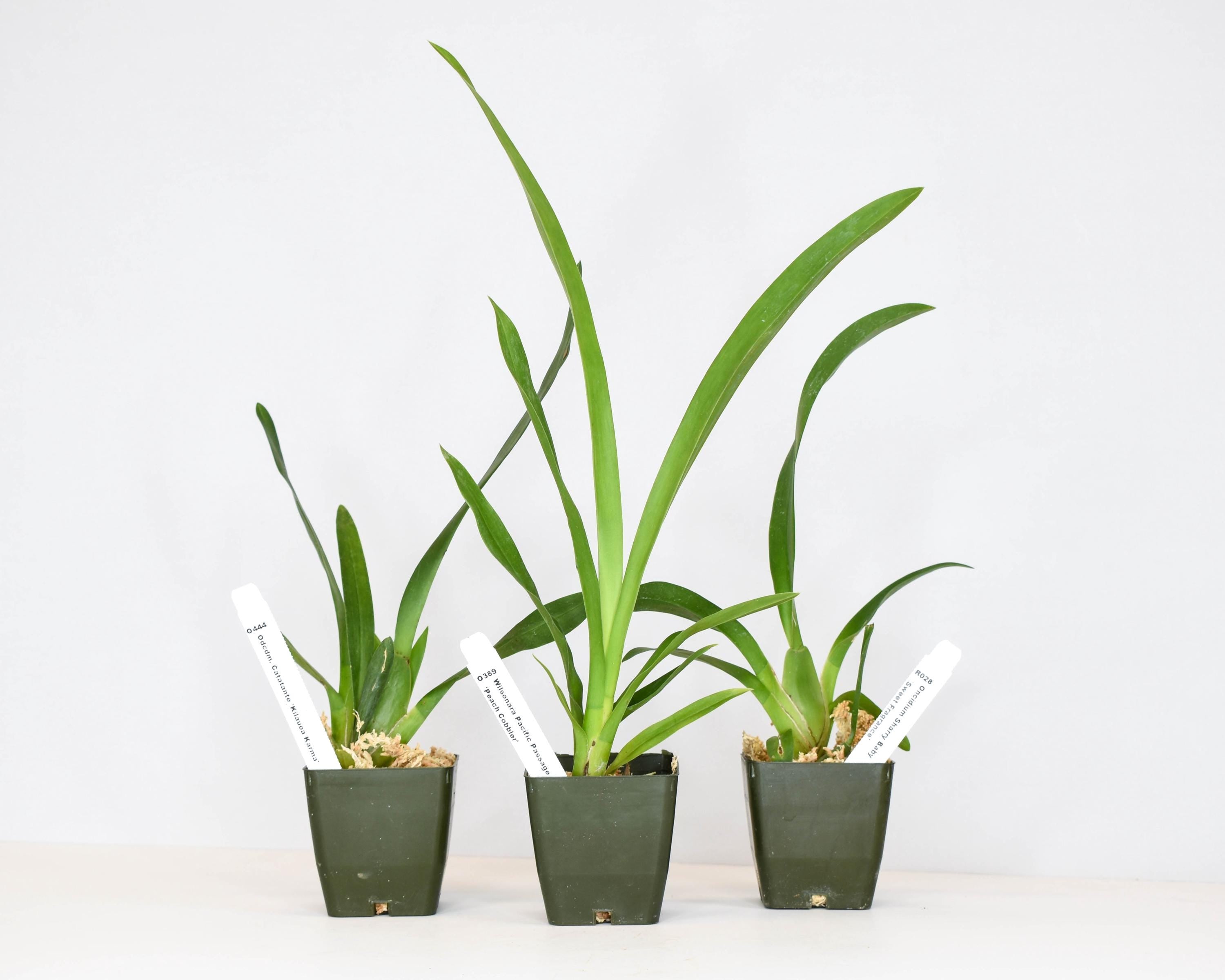 Starter Oncidium Gower Ramsey 'Orange Delight'