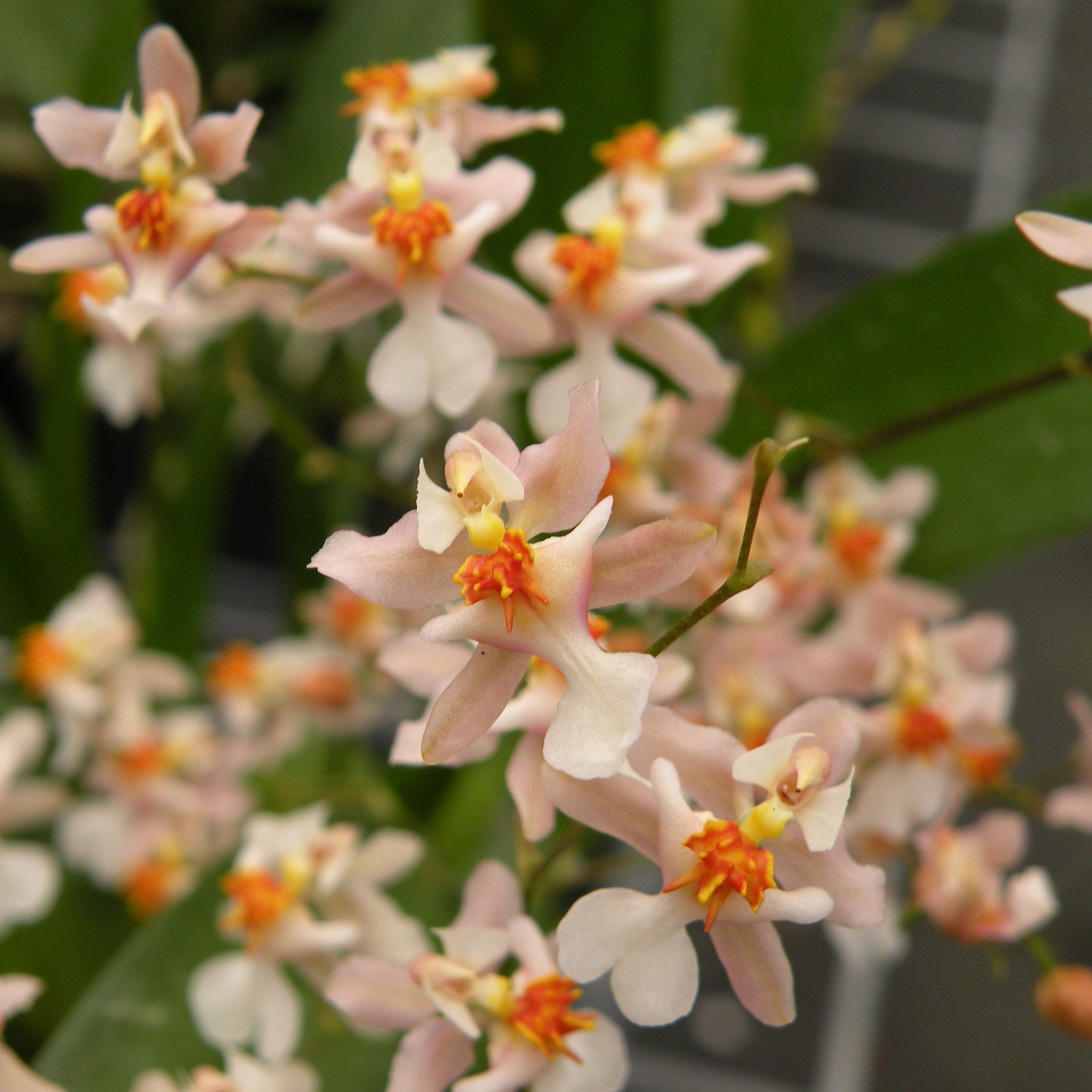 Fragrant Mini Oncidium Tsiku Marguerite IN SPIKE