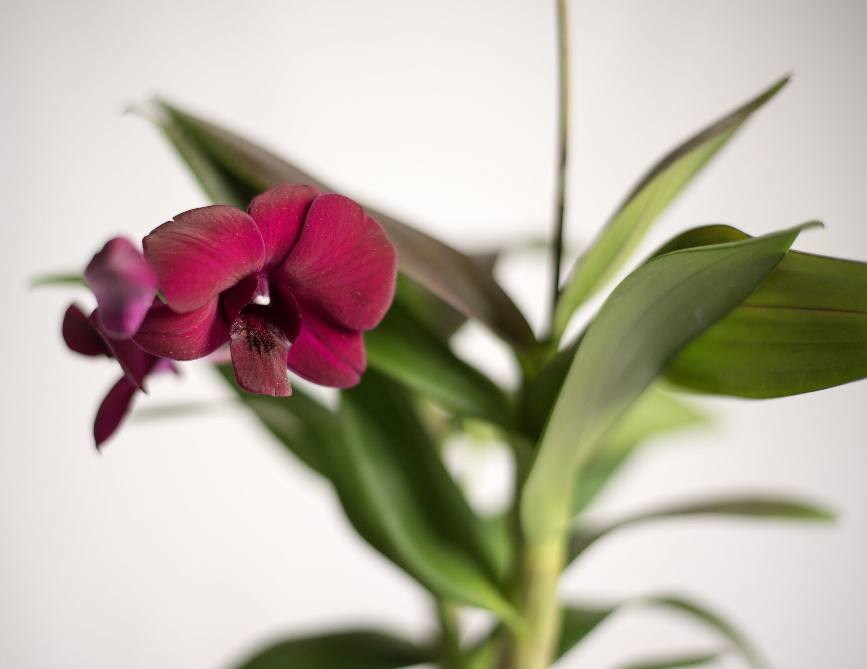 Dendrobium Velvet Melody 'Winter Wine' IN SPIKE