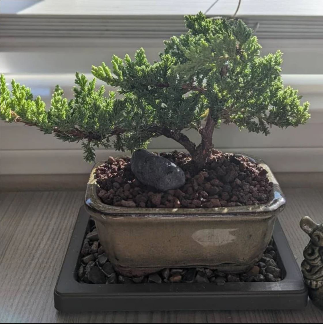 Juniper Procumbens 'Nana' Bonsai Tree in Traditional Ceramic - 3-4 Years Old
