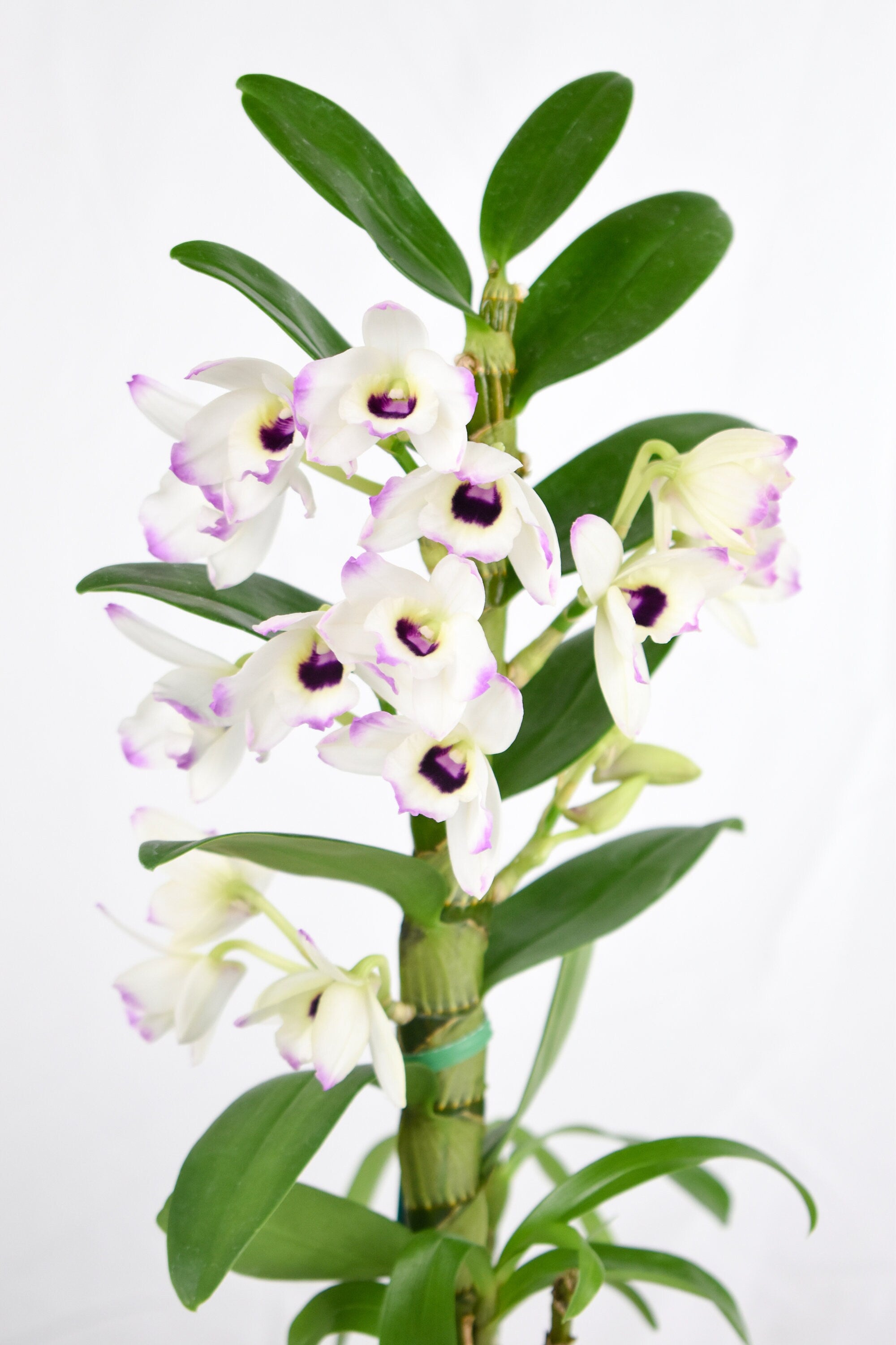 Fragrant Nobile Dendrobium Love Memory 'Fizz' IN SPIKE
