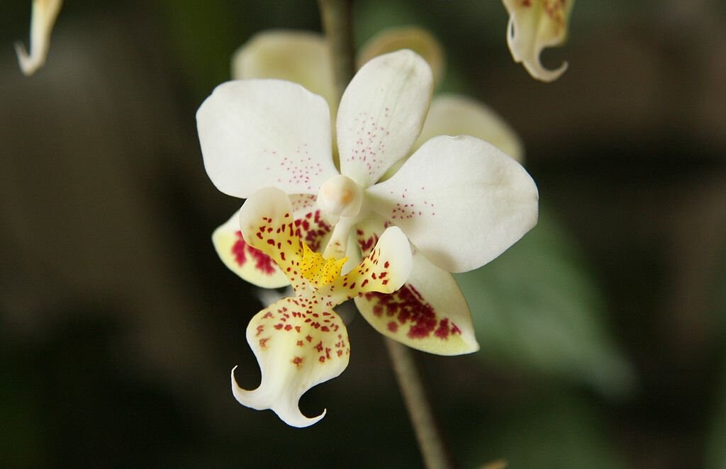 Fragrant Mottled Leaf Species Phalaenopsis stuartiana v. tipo