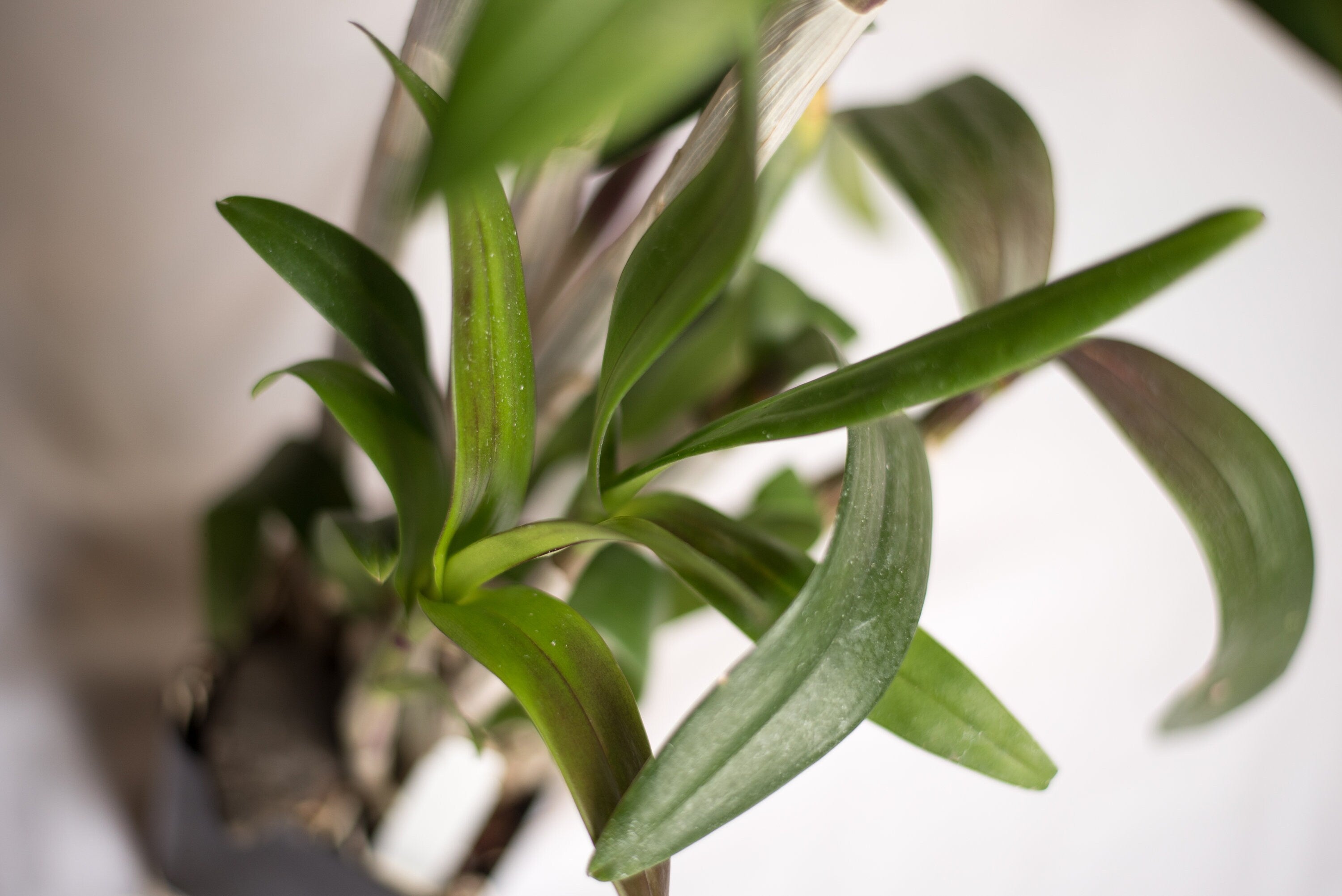 Dendrobium Velvet Melody 'Winter Wine' IN SPIKE