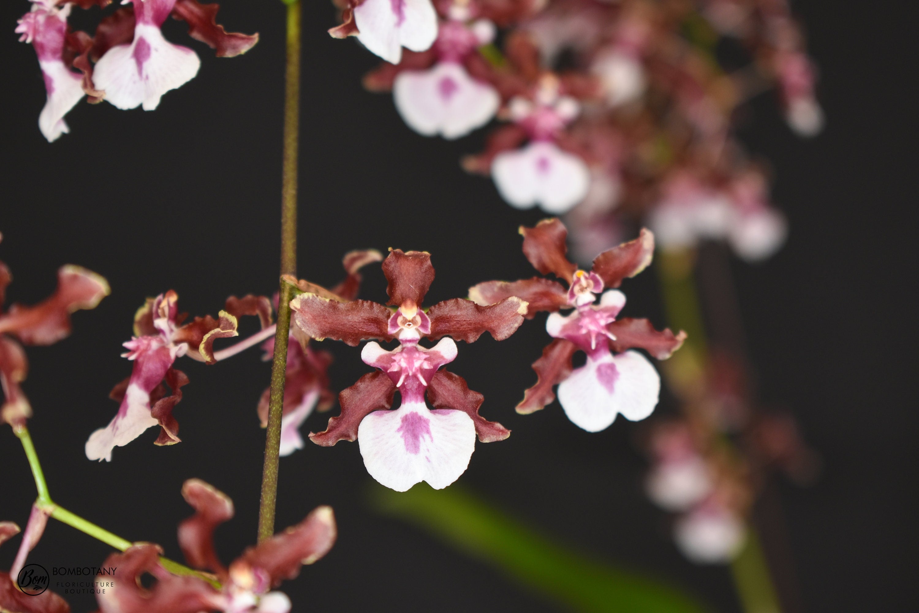 Fragrant Chocolate Oncidium Sharry Baby 'Red Fantasy' IN SPIKE