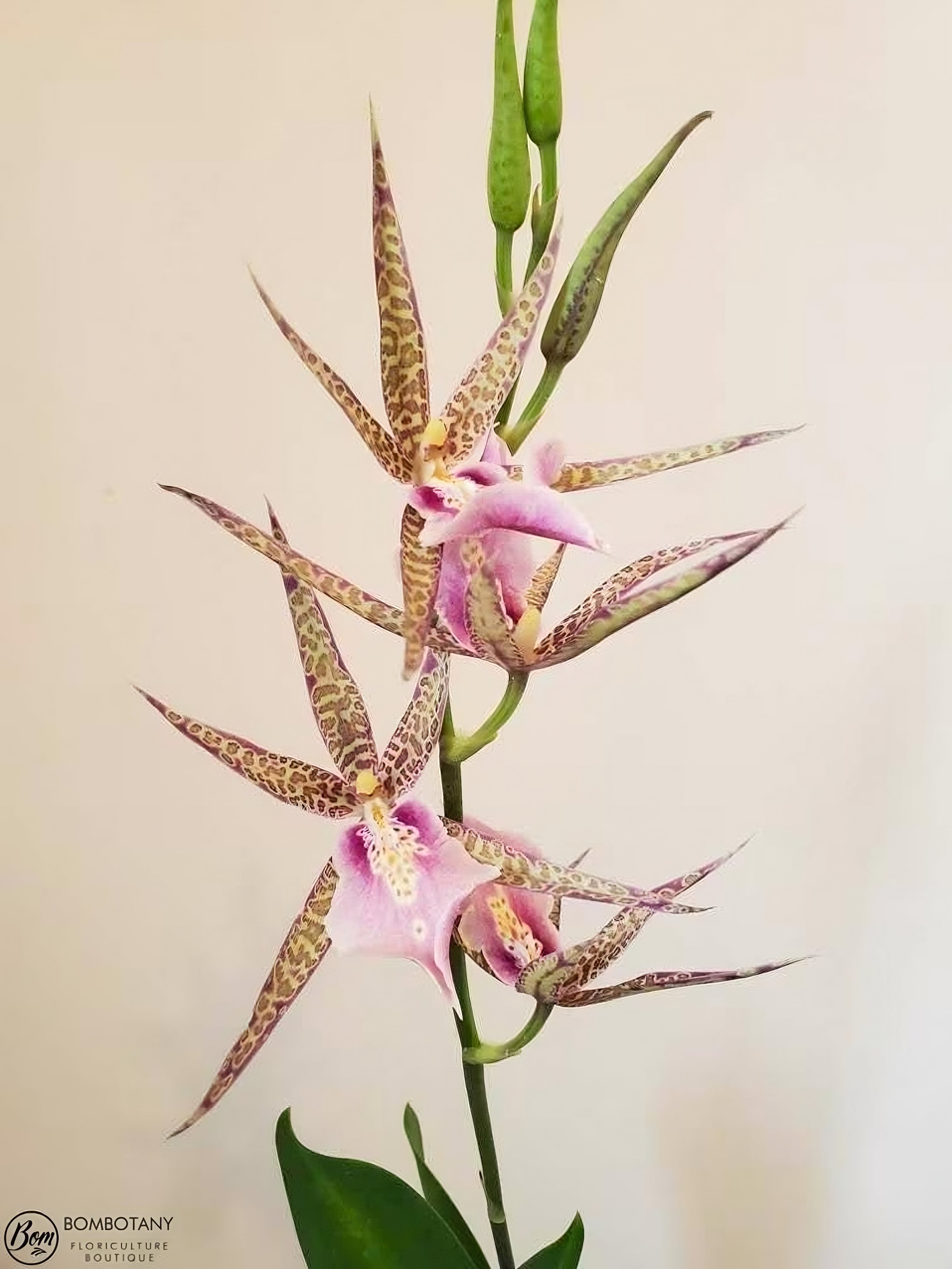 Spider Type Miltassia C. M. Fitch 'Izumi’