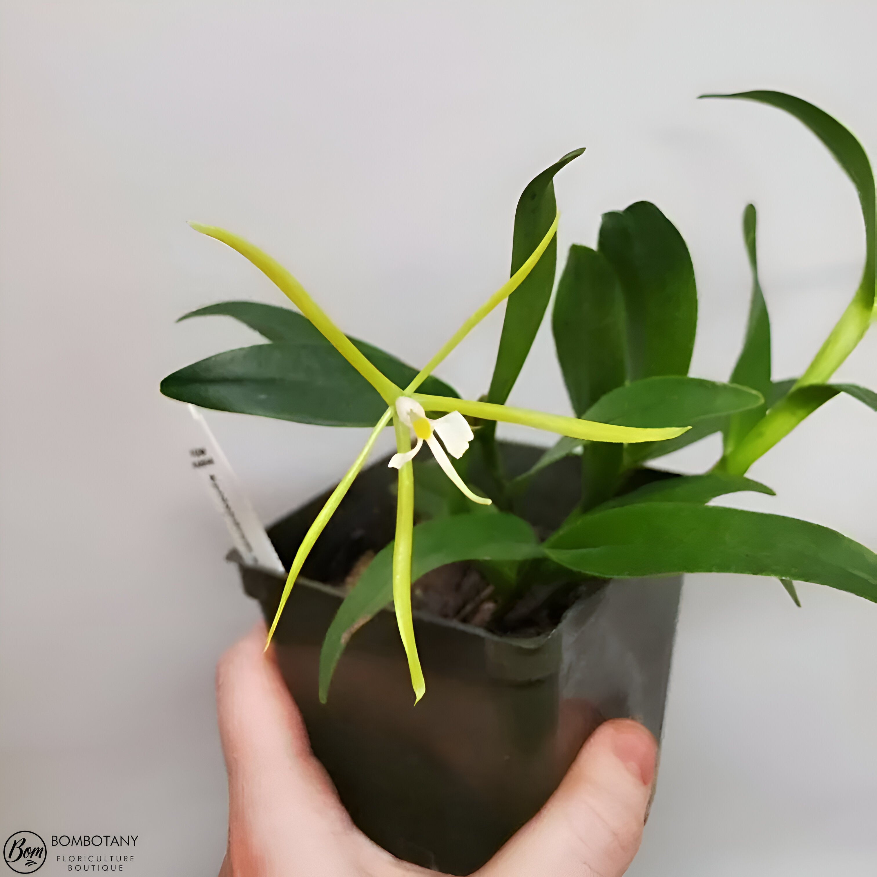 Fragrant Species Epidendrum nocturnum