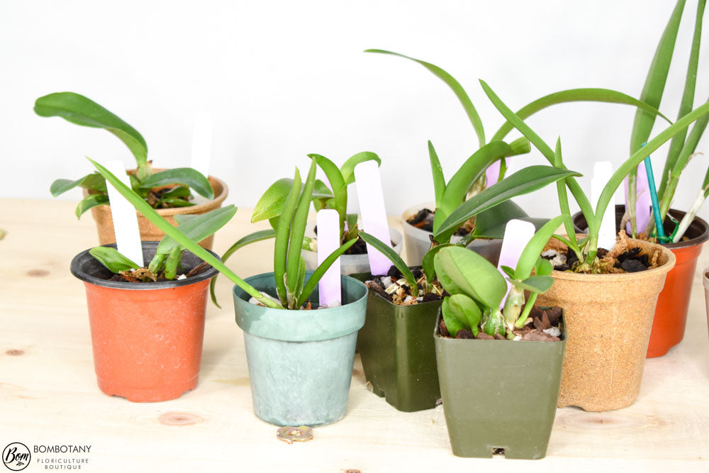 Starter Cattleya Orchid Bundle Box - Plants @ Reduced Prices