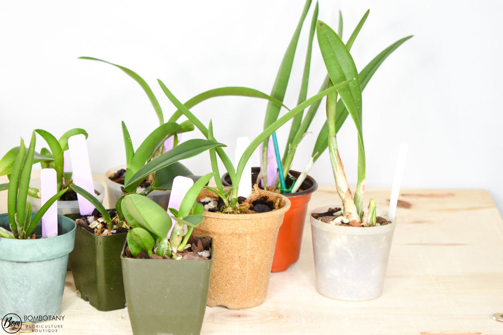 Starter Cattleya Orchid Bundle Box - Plants @ Reduced Prices