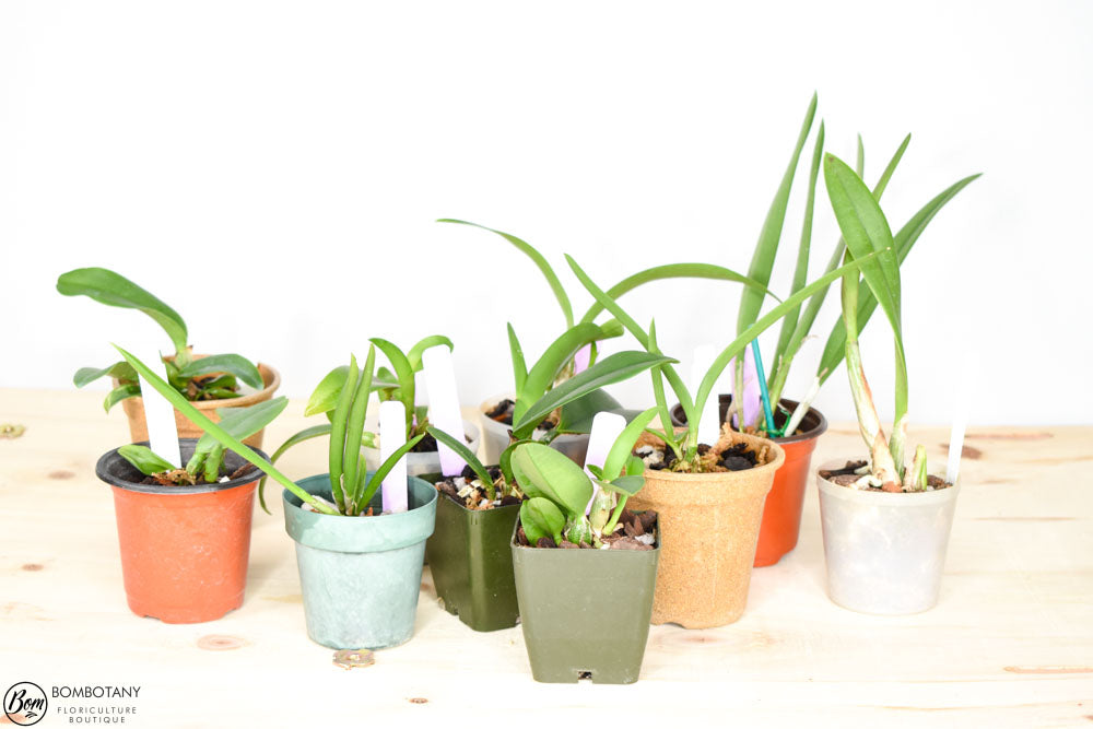 Starter Cattleya Orchid Bundle Box - Plants @ Reduced Prices